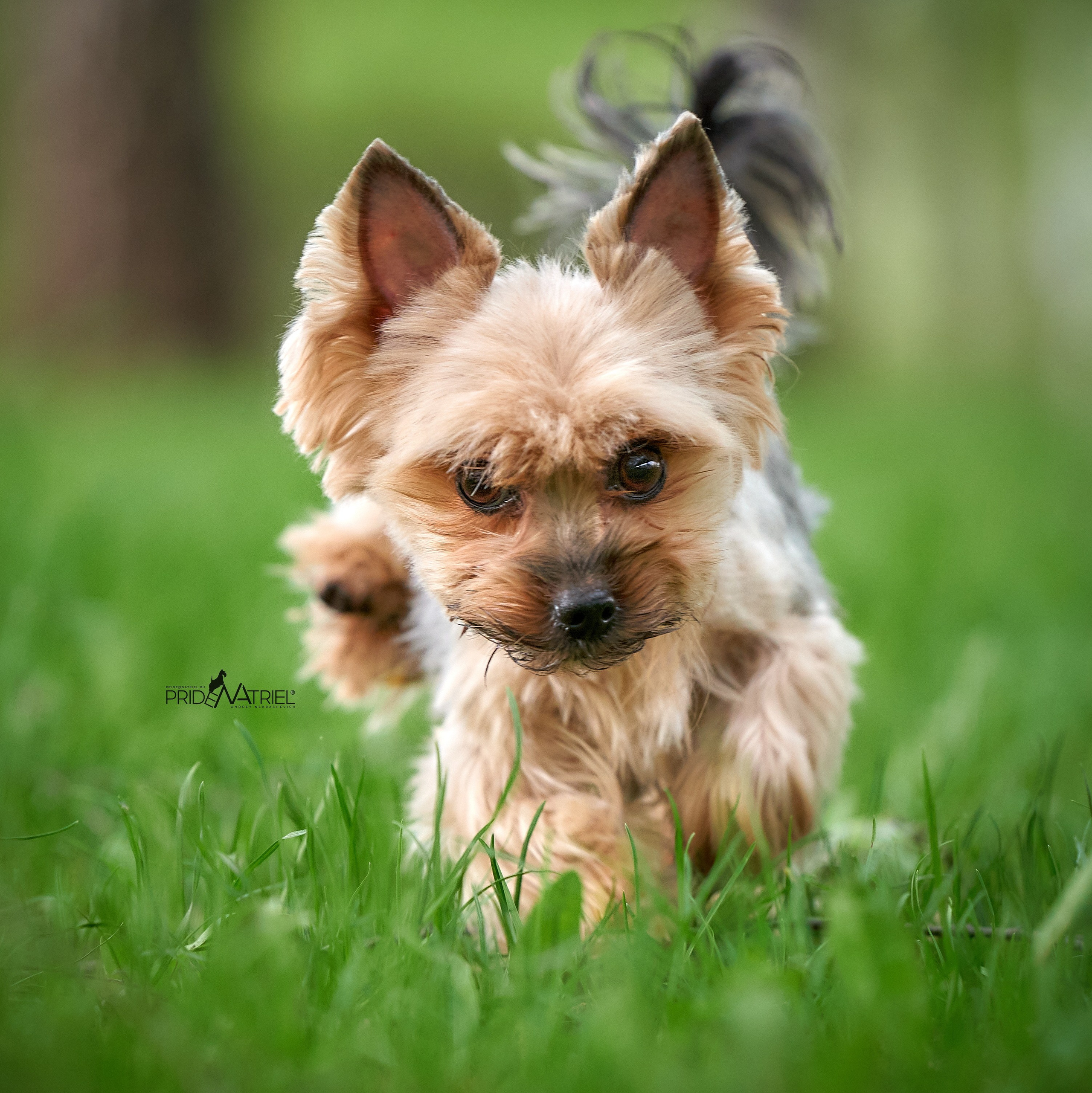 Йоркширский терьер Циля