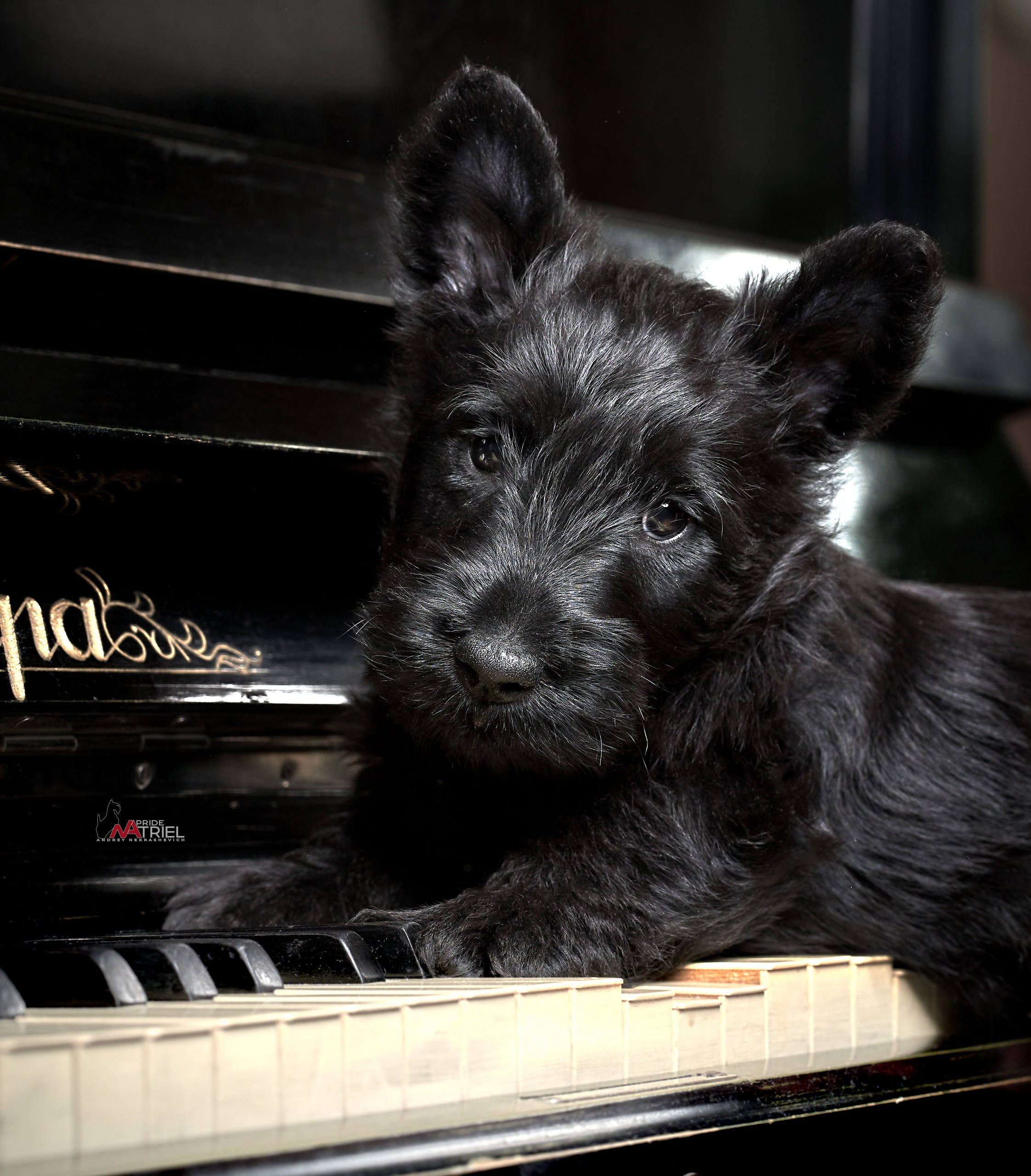 Щенки дома — галерея NATRIEL