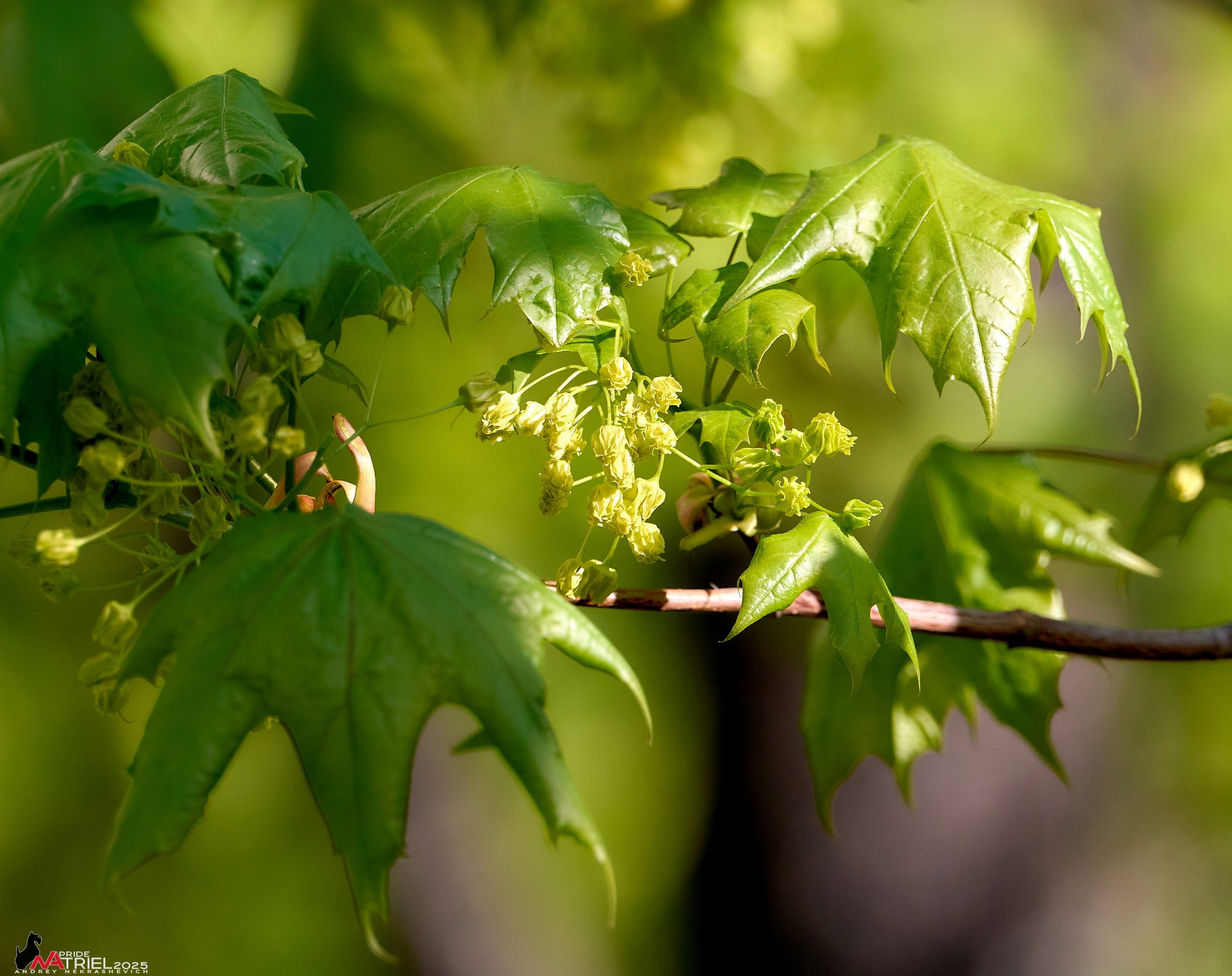 Природа в апреле. Всё в цветении!