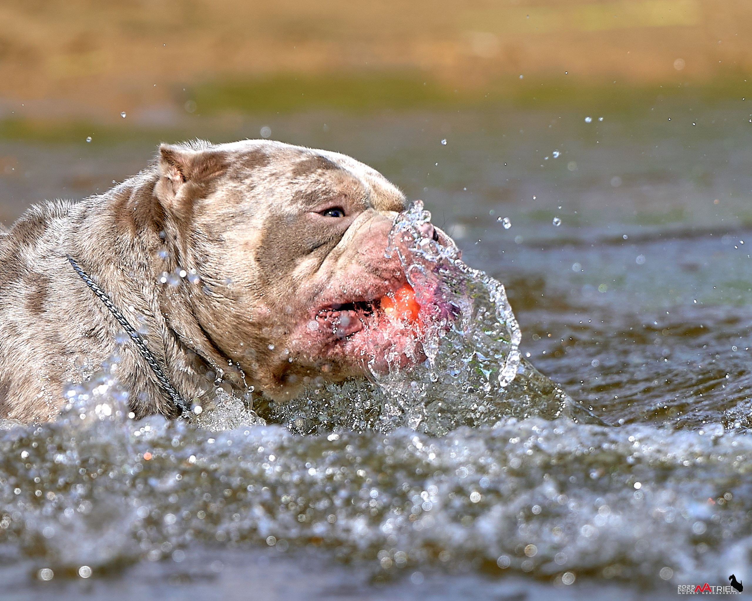 Съемка собак породы булли на природе