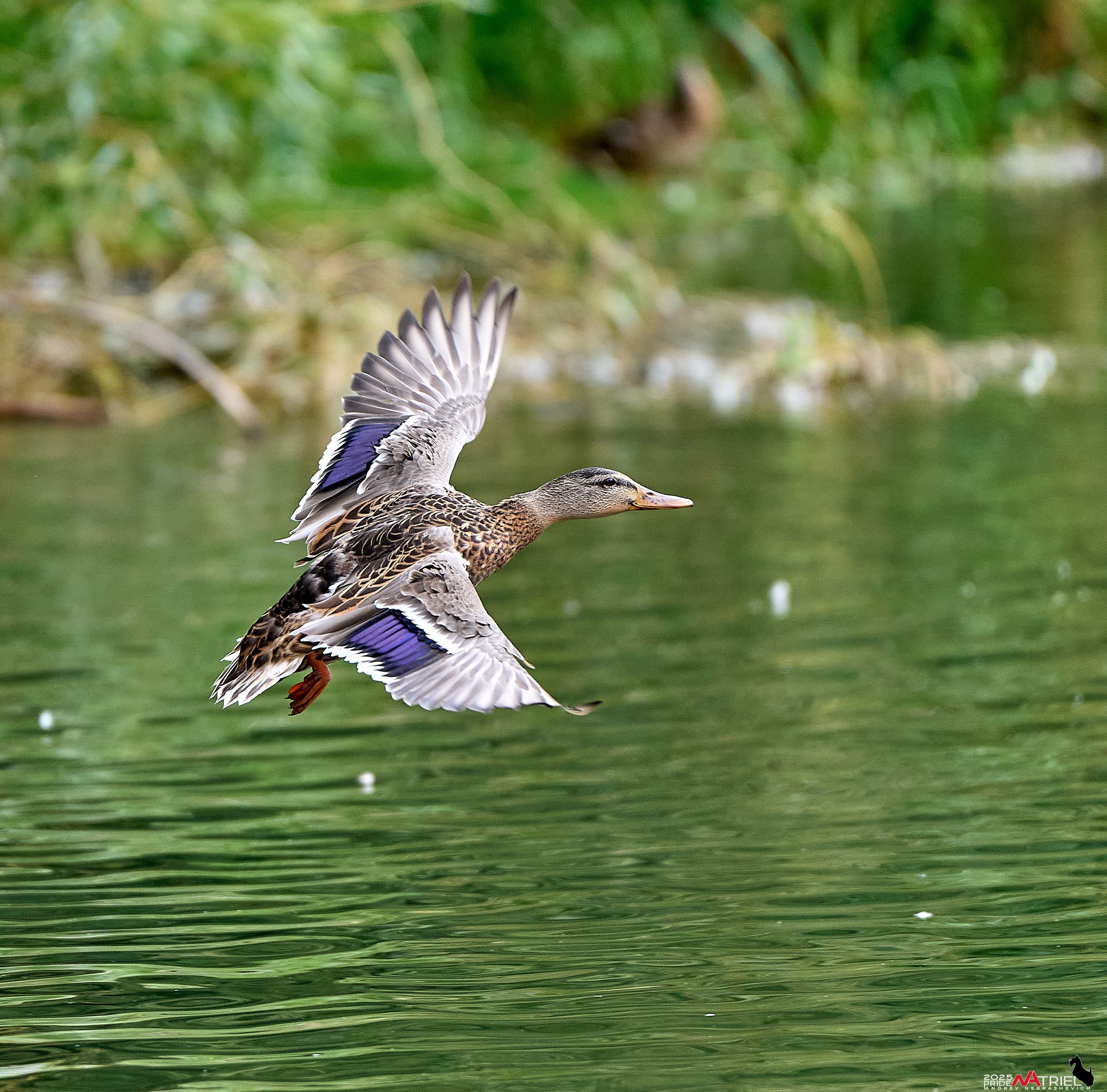 Утки на пруду