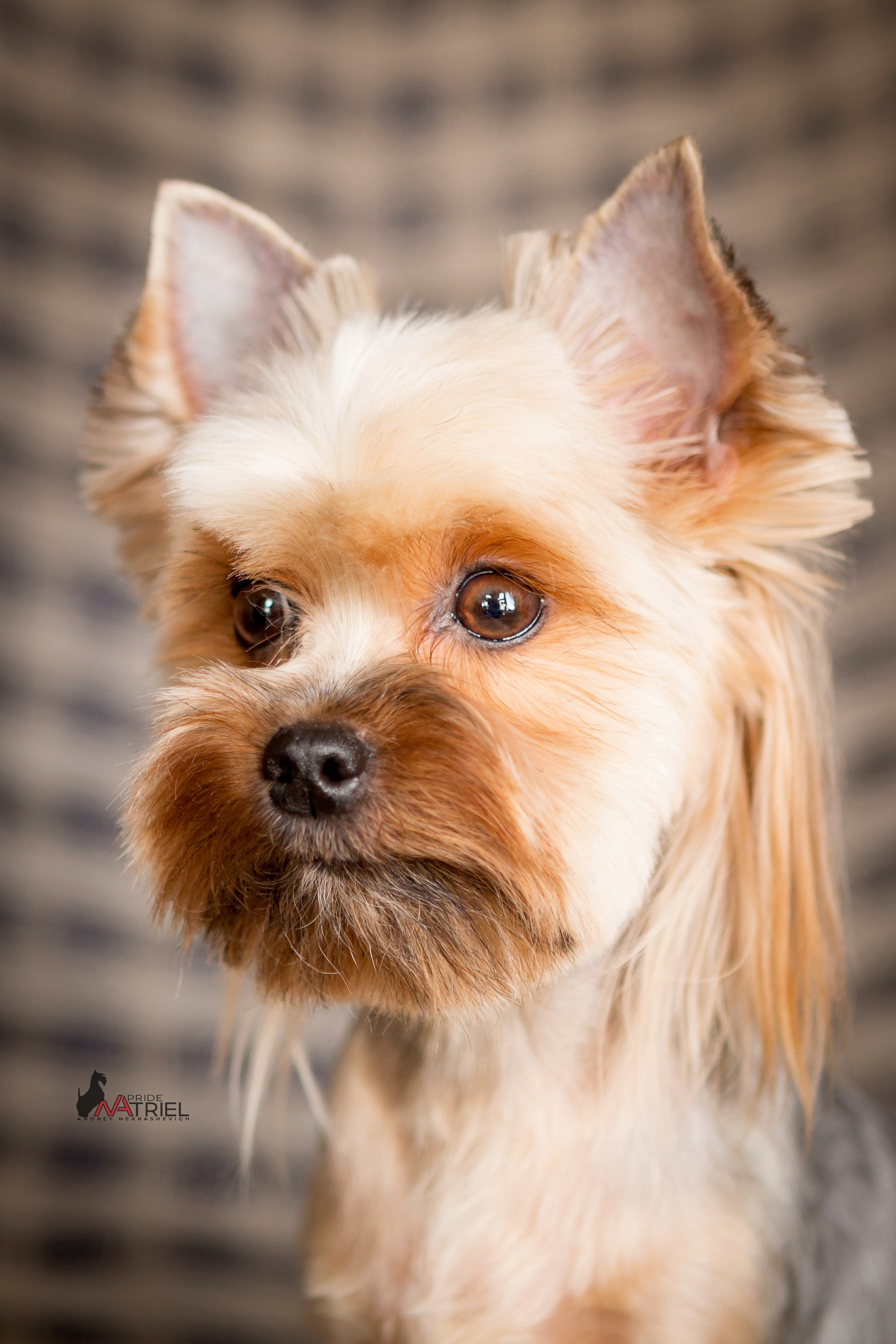 Йоркширский терьер Циля