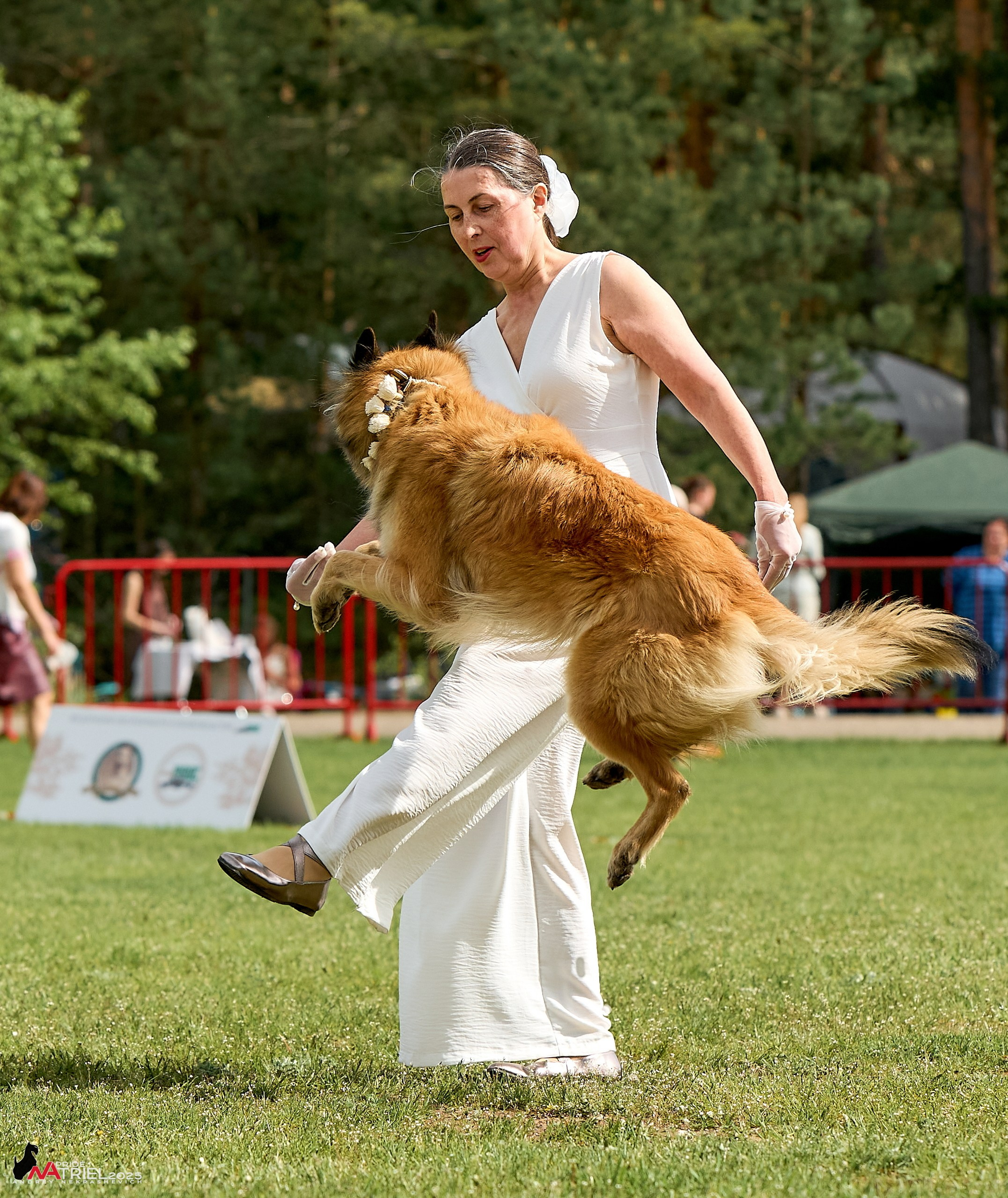 Выставка собак Суздаль-Владимир