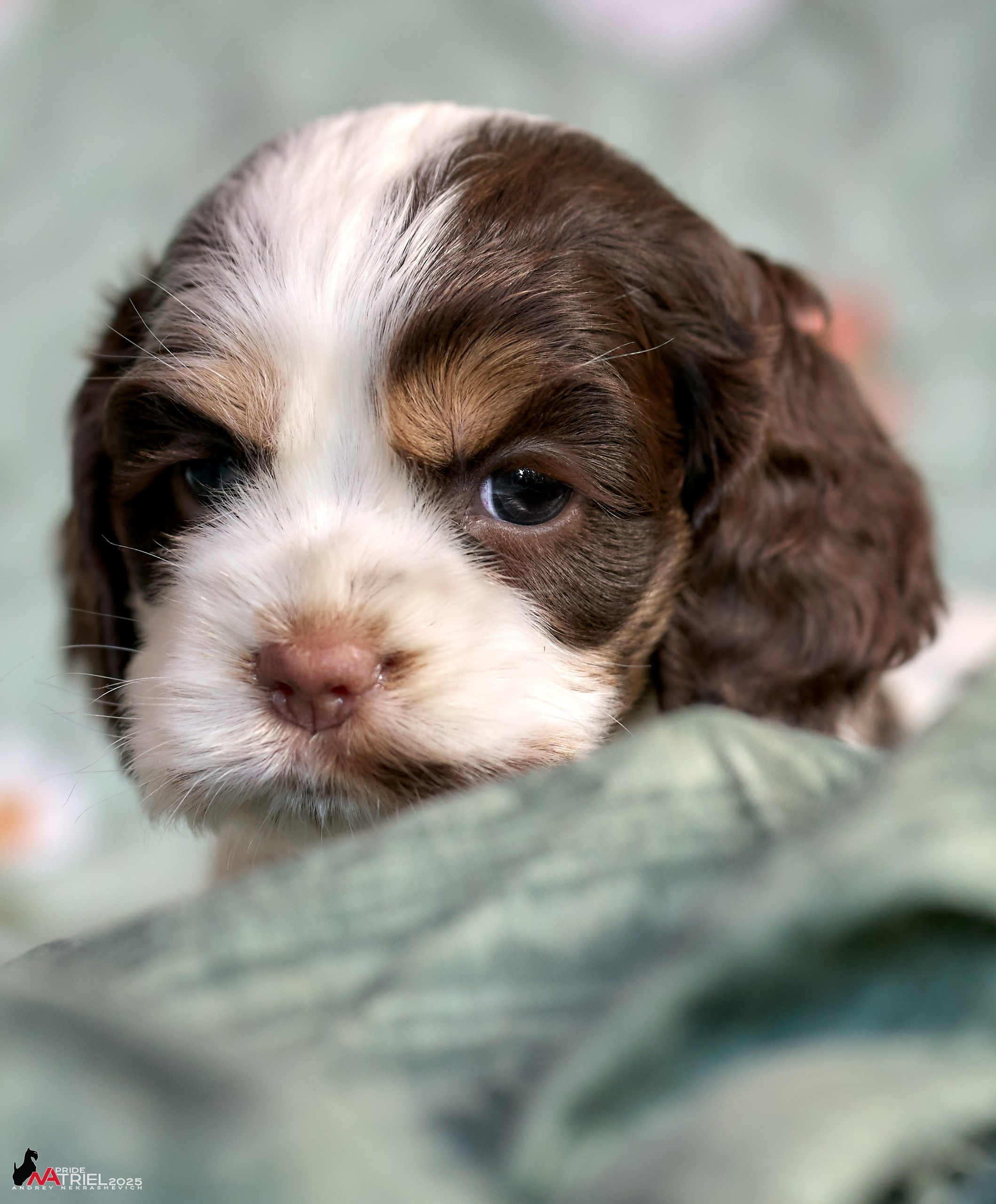 Щенки АмКокеров