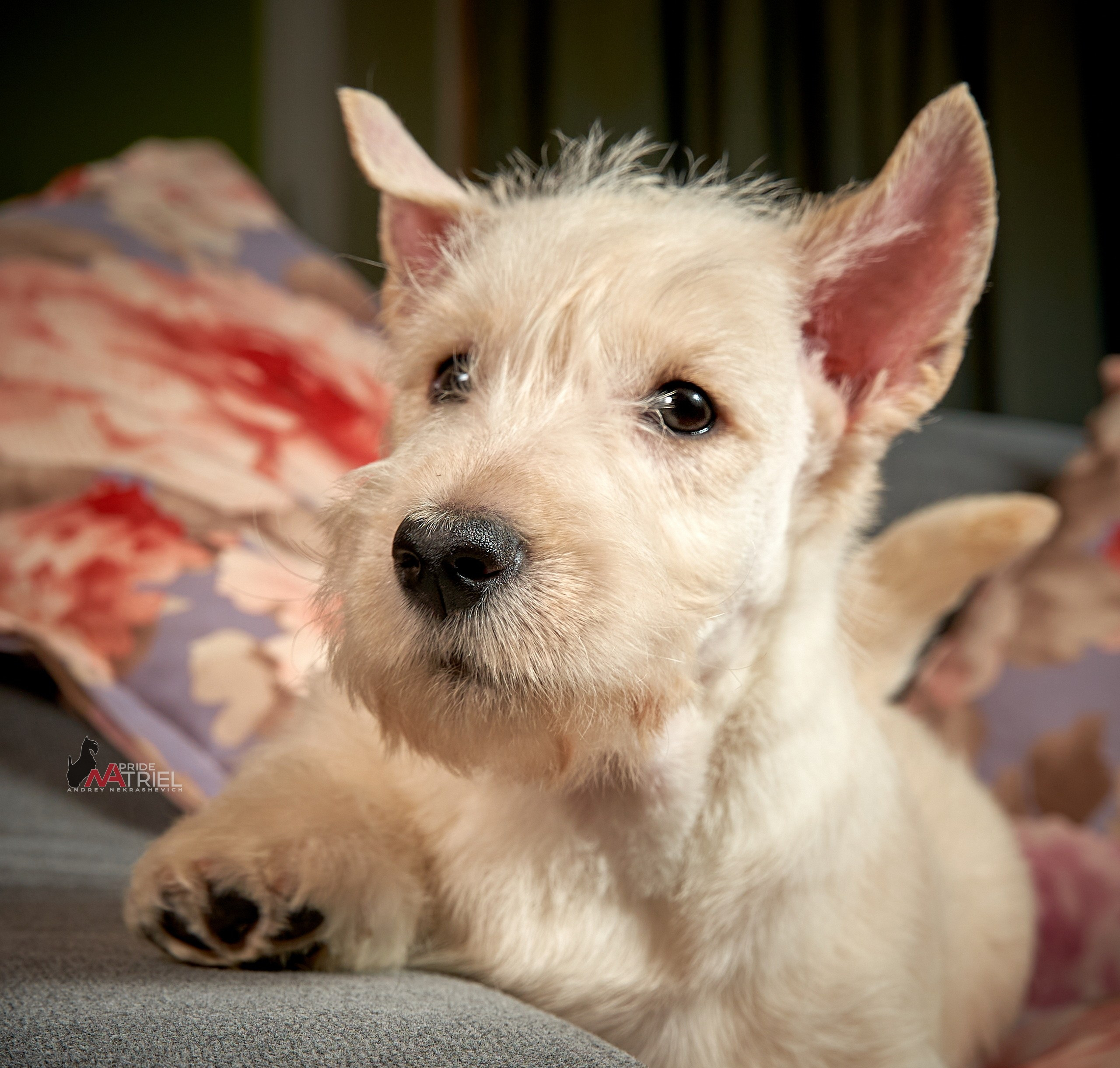 Щенки дома — галерея NATRIEL