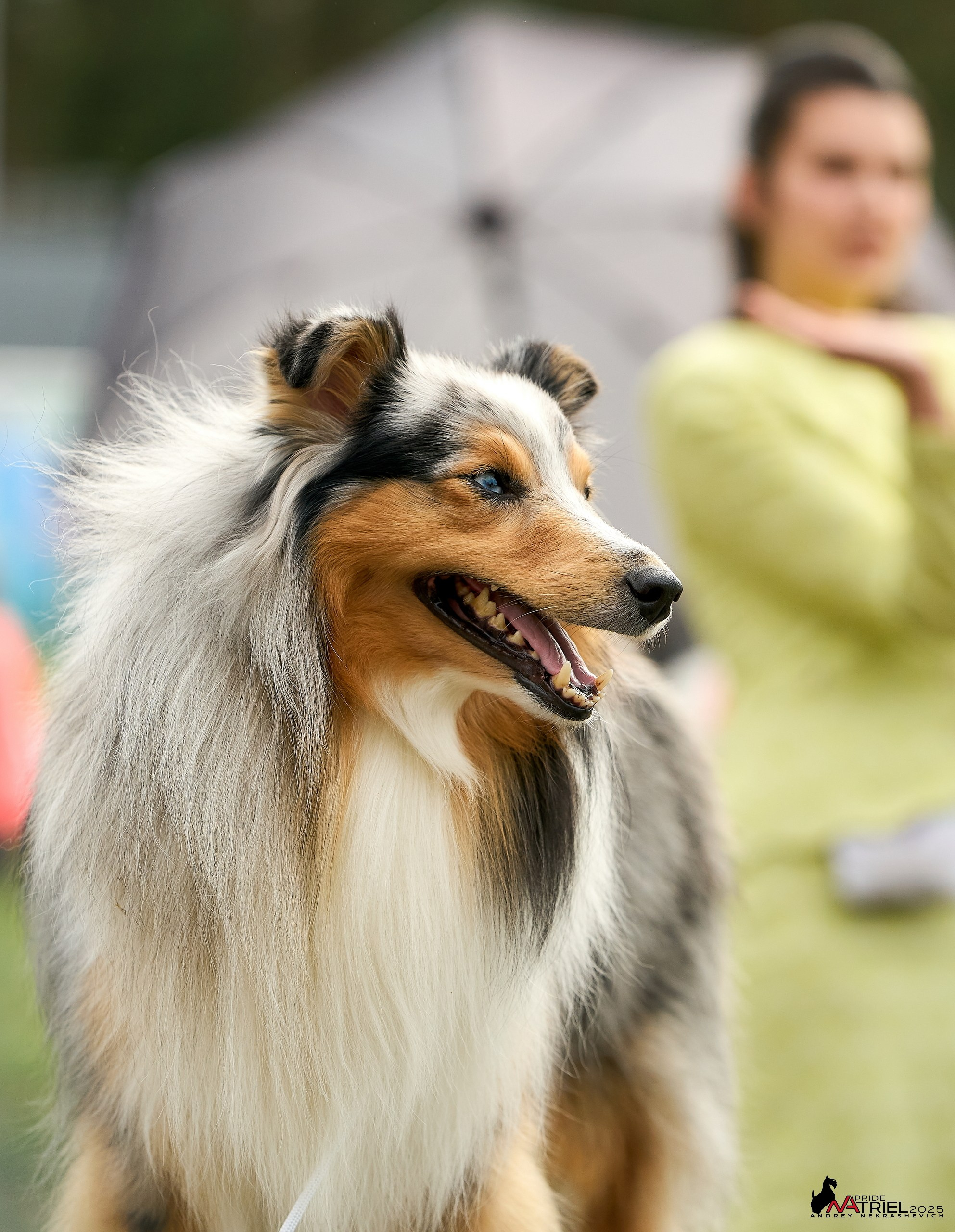 Выставка собак Суздаль-Владимир
