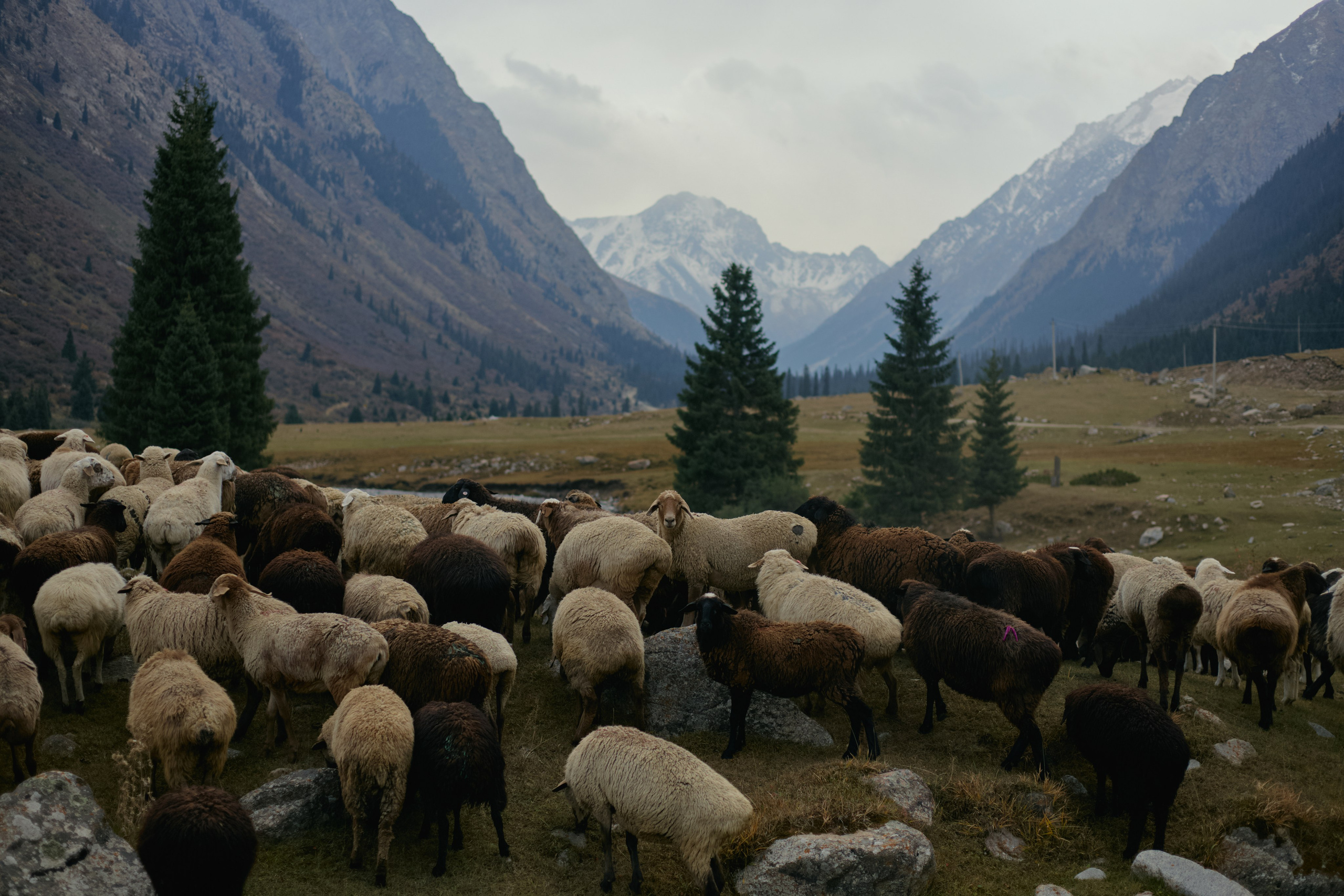 Кыргызтан. Профессиональный Фотограф во Владимире, в Москве и в Суздале — Полина Романычева