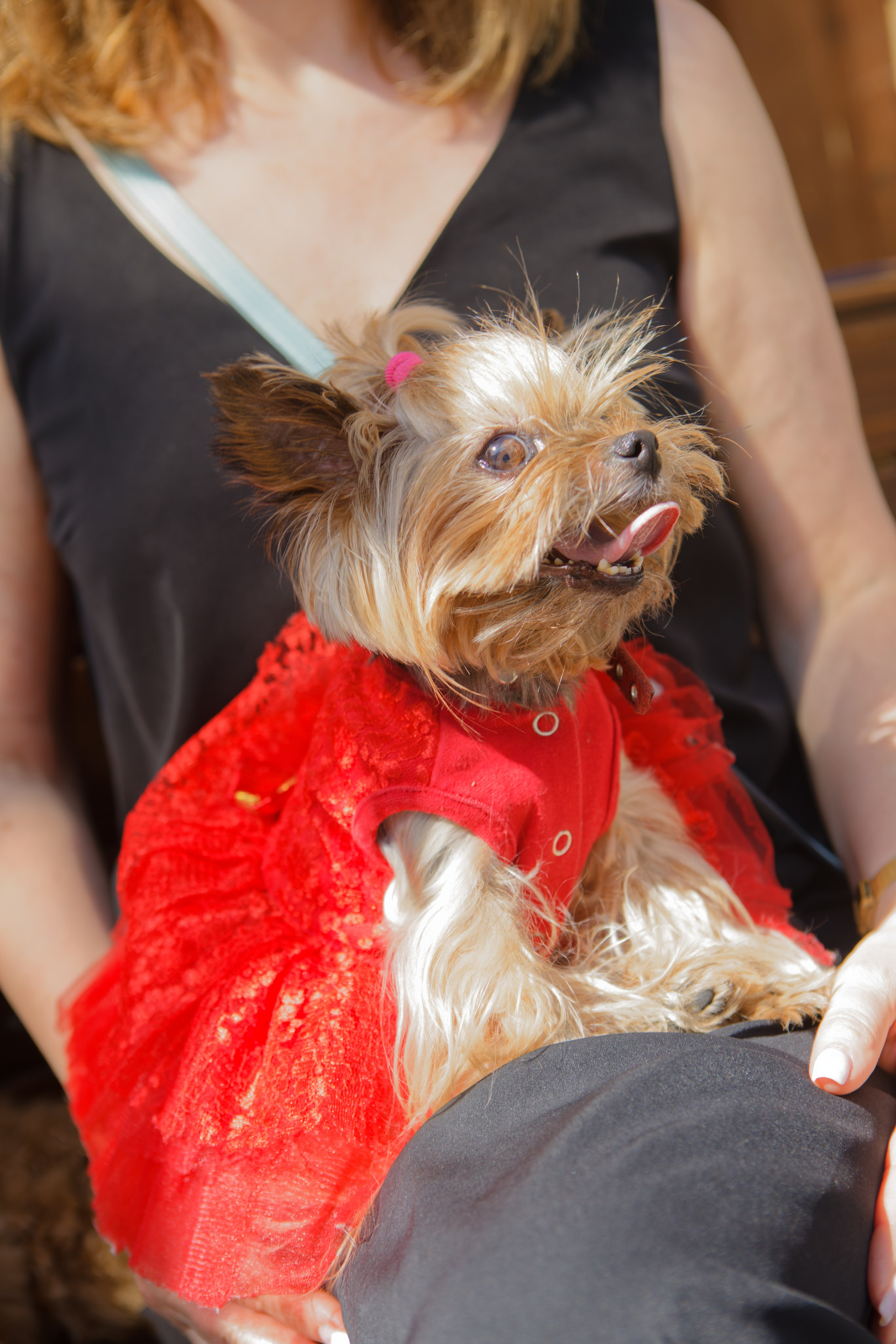 Вечеринка для собак Oh my dog 20.07.2025. Репортажный и спортивный фотограф в г. Пермь Зильберг Павел