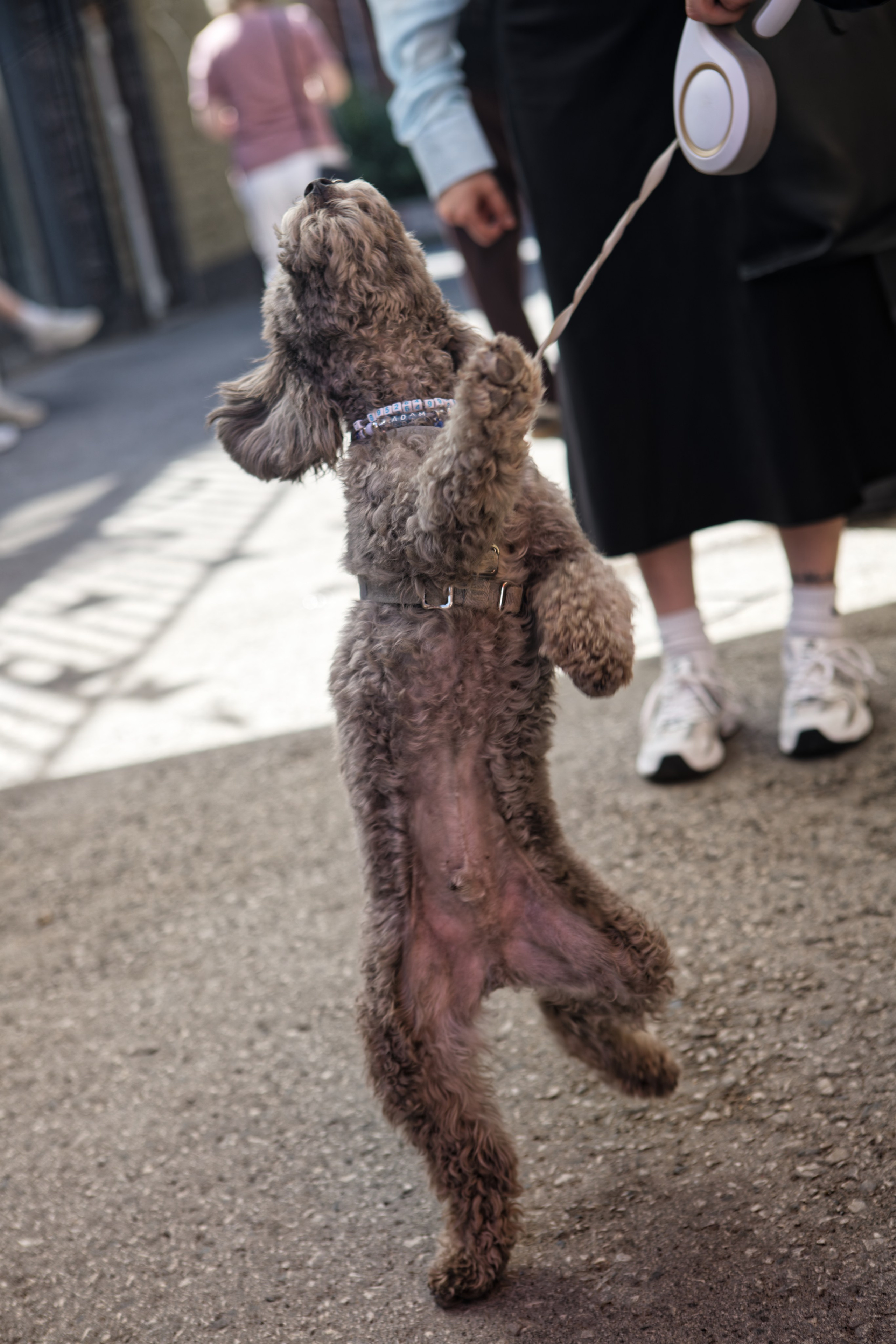 Вечеринка для собак Oh my dog 20.07.2025. Репортажный и спортивный фотограф в г. Пермь Зильберг Павел
