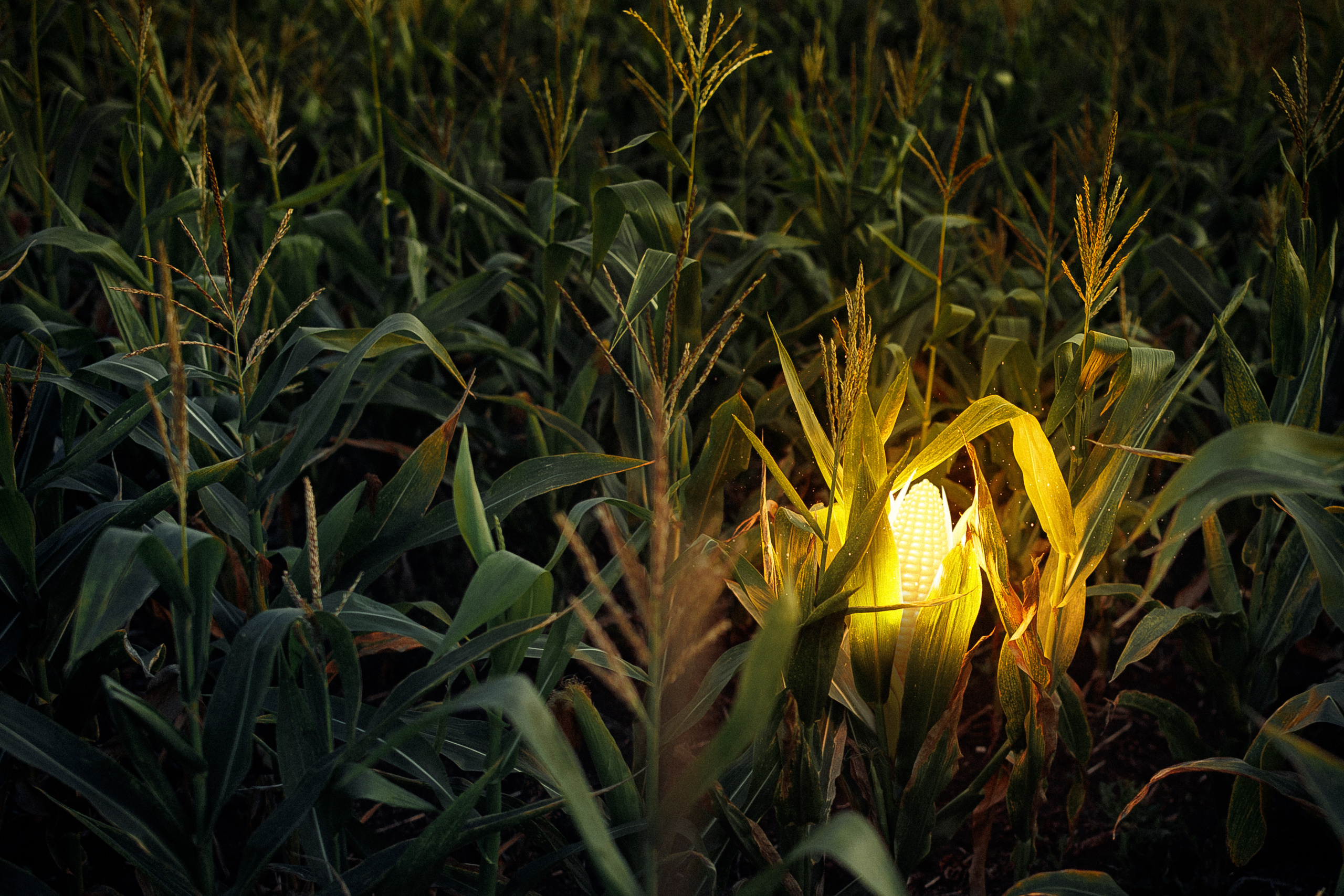 Ева. Семейный, свадебный, рекламный фотограф в Челябинске Евгений МЕНЬШИХ