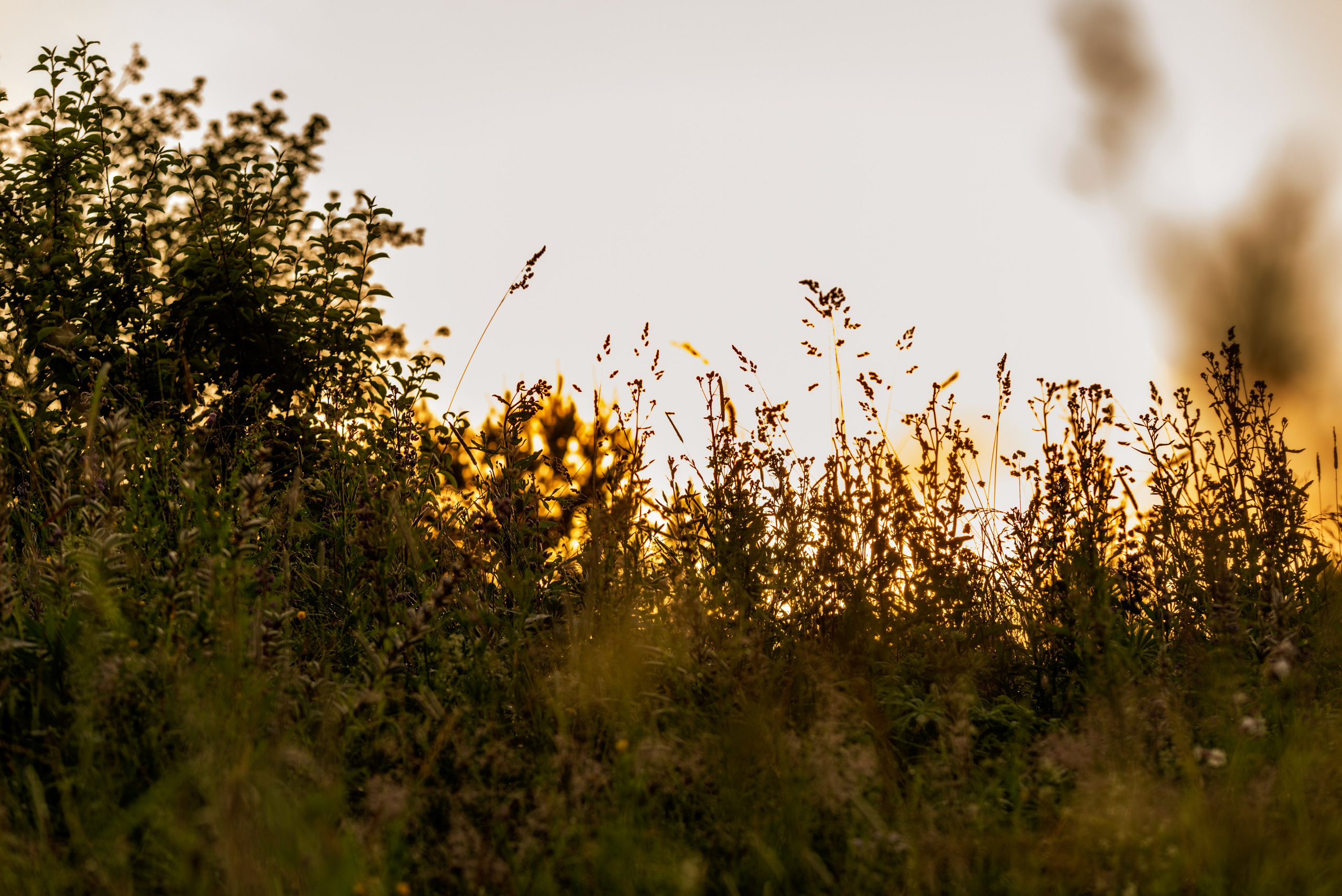 Туманное летнее утро. Фотограф в Ветлуге Сергей Белов (VETLUGA B.S.)