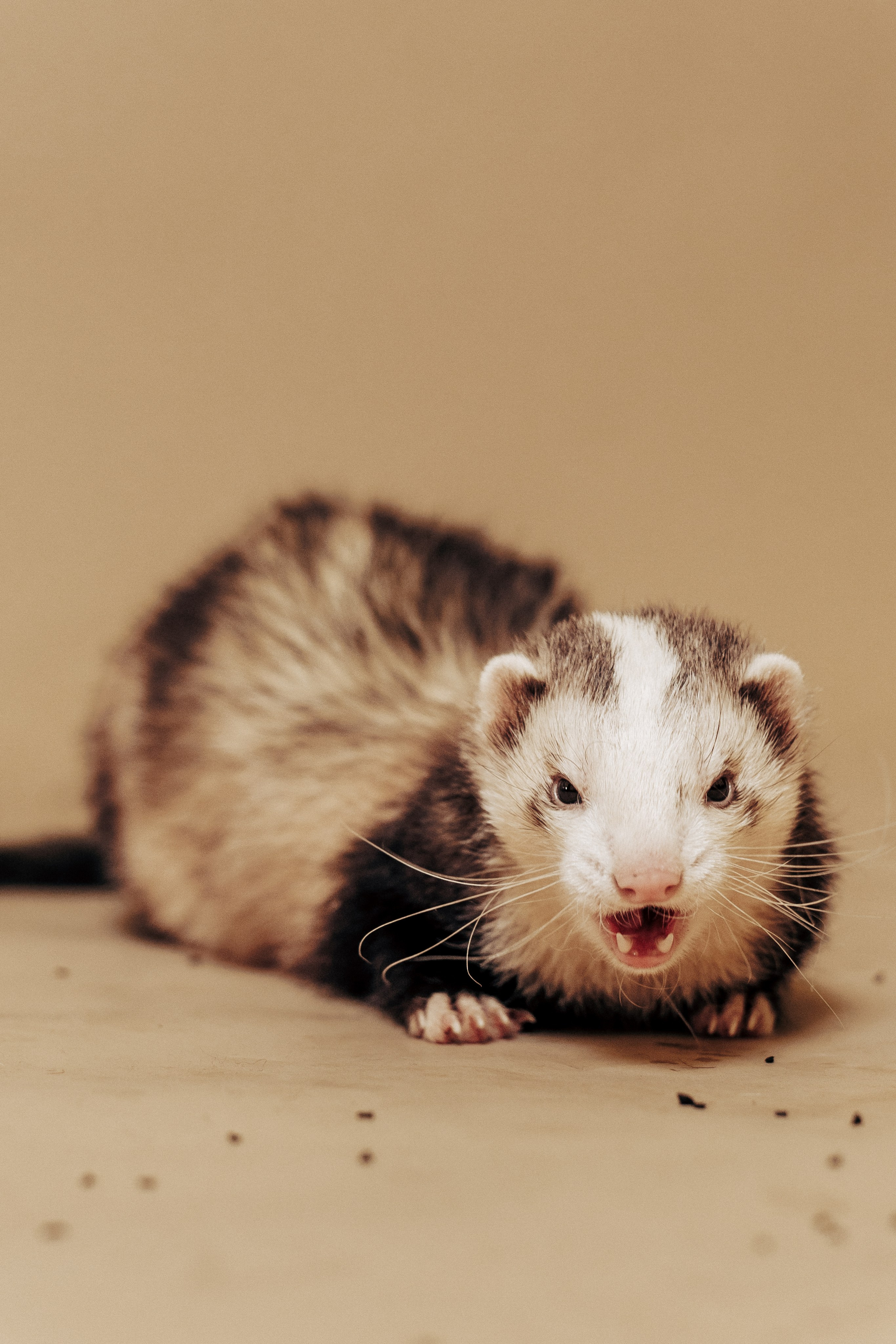 Репортажная фотосессия «День питомца-донора». Профессиональный фотограф в Санкт-Петербурге Александр Волосенцев