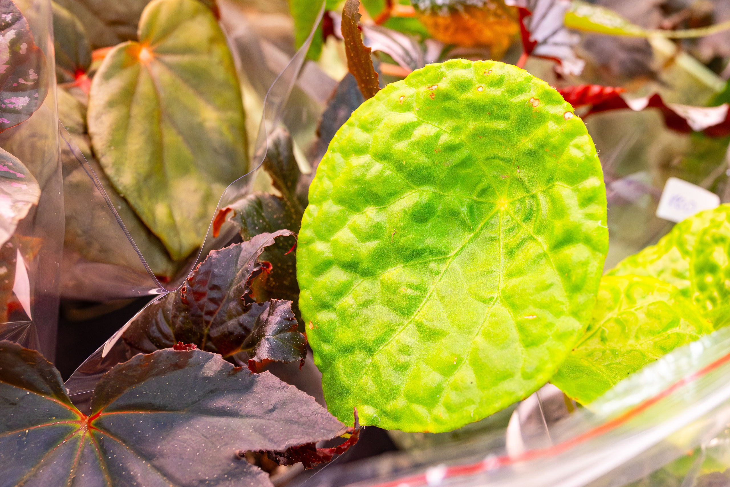 Орхидиум сентябрь 2025. Александра Куликова фотограф, Москва