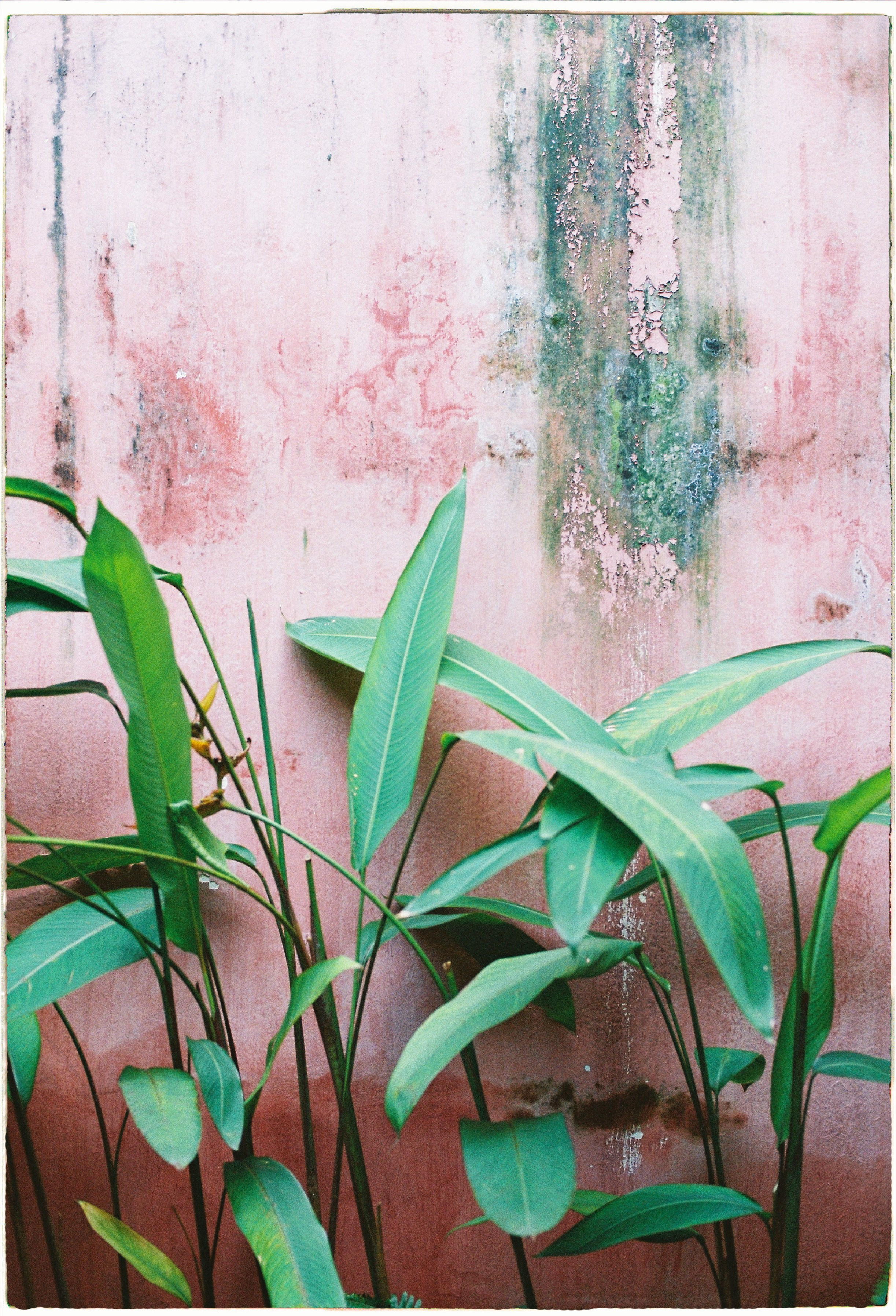 Hoi An. Film Photographer in Da Nang, Vietnam — Tanya Parfenteva