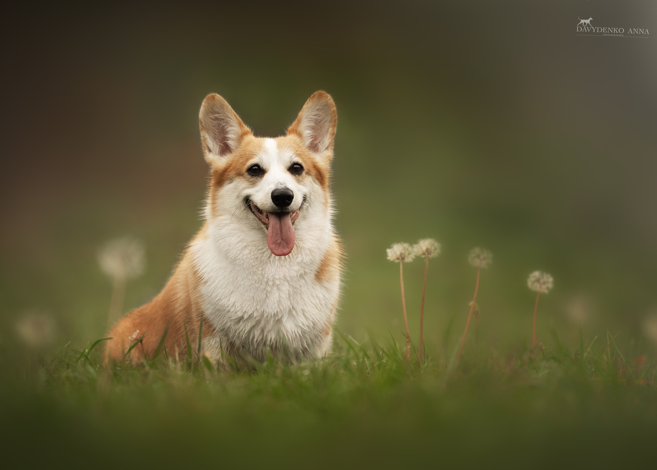 фотограф анималист краснодар