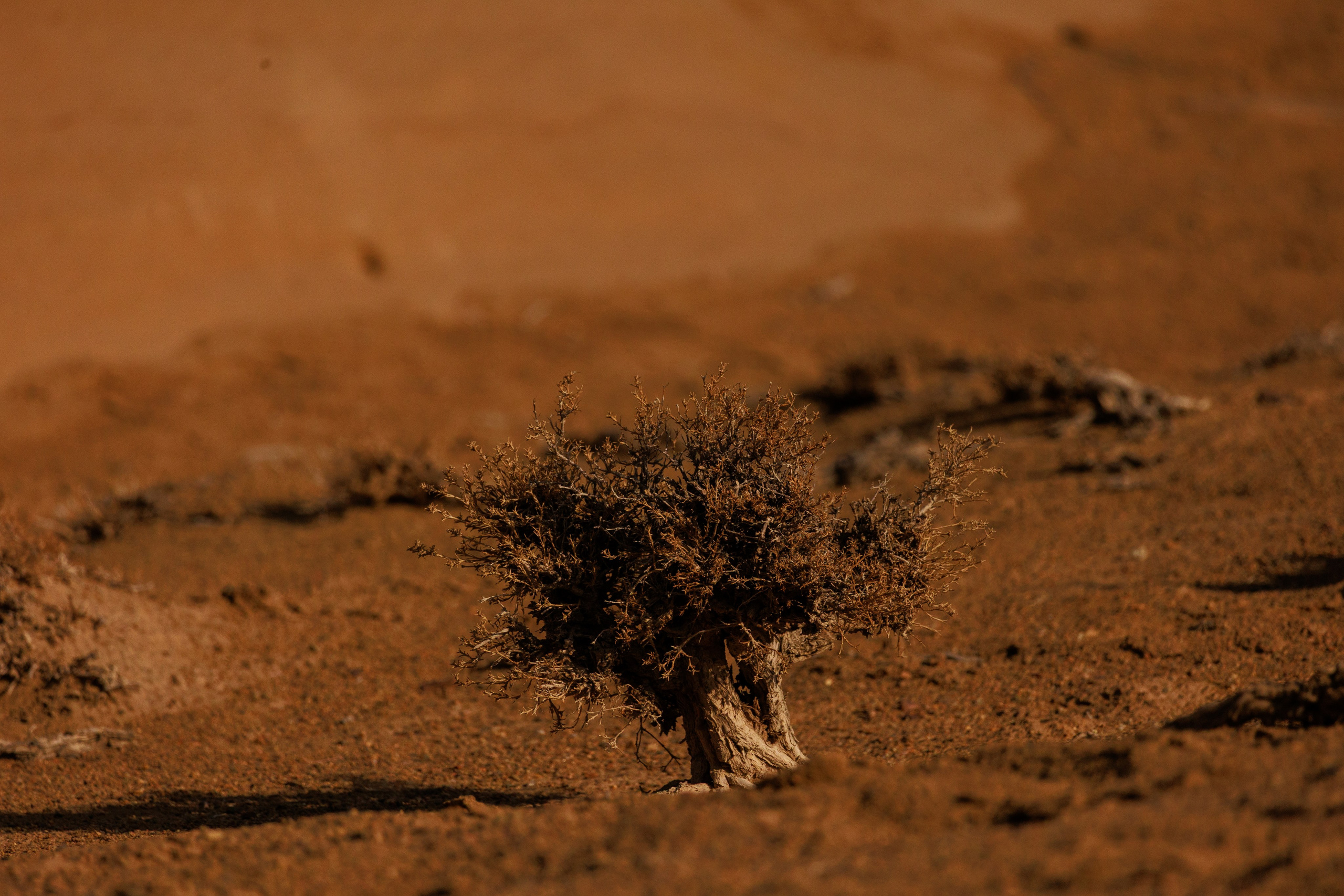 Алтын Эмель горы Актау. Фотограф Мальнева Юлия в Липецке, в Москве. Фотостудия MARU в Липецке