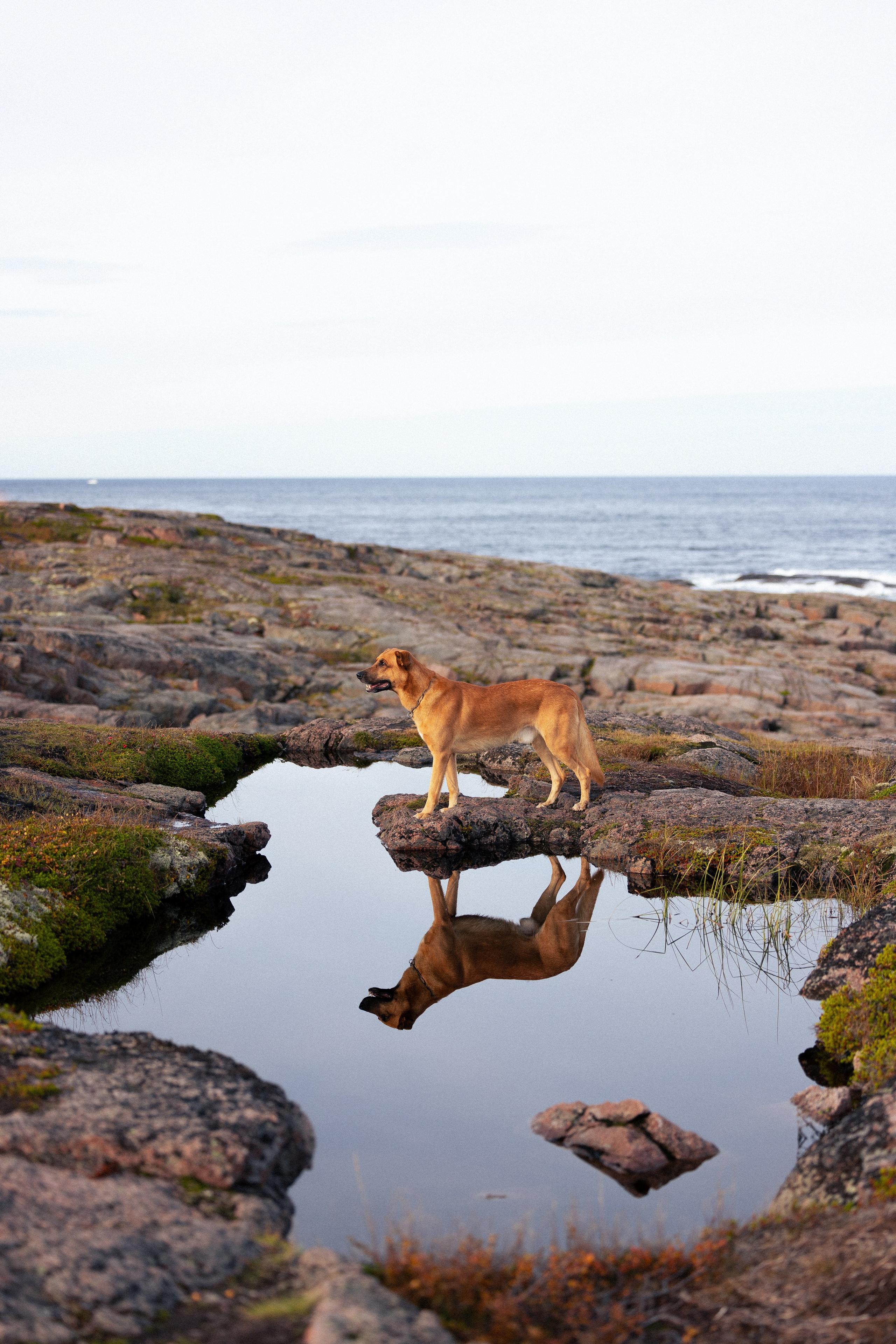 Кольский. Фотограф и видеограф анималист Аганина Дарья