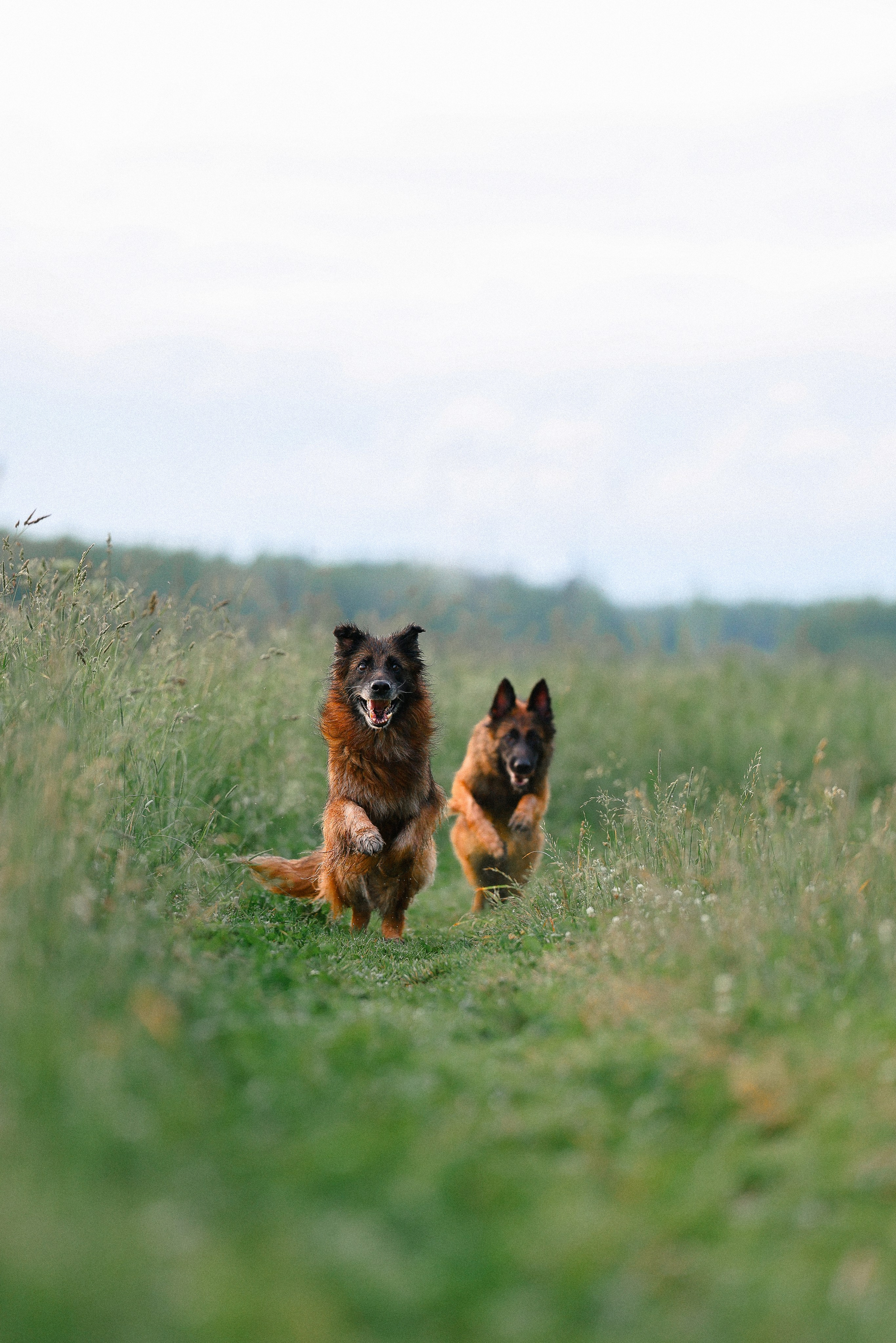 Алена, Фанни и Фрея. Фотограф и видеограф анималист Аганина Дарья