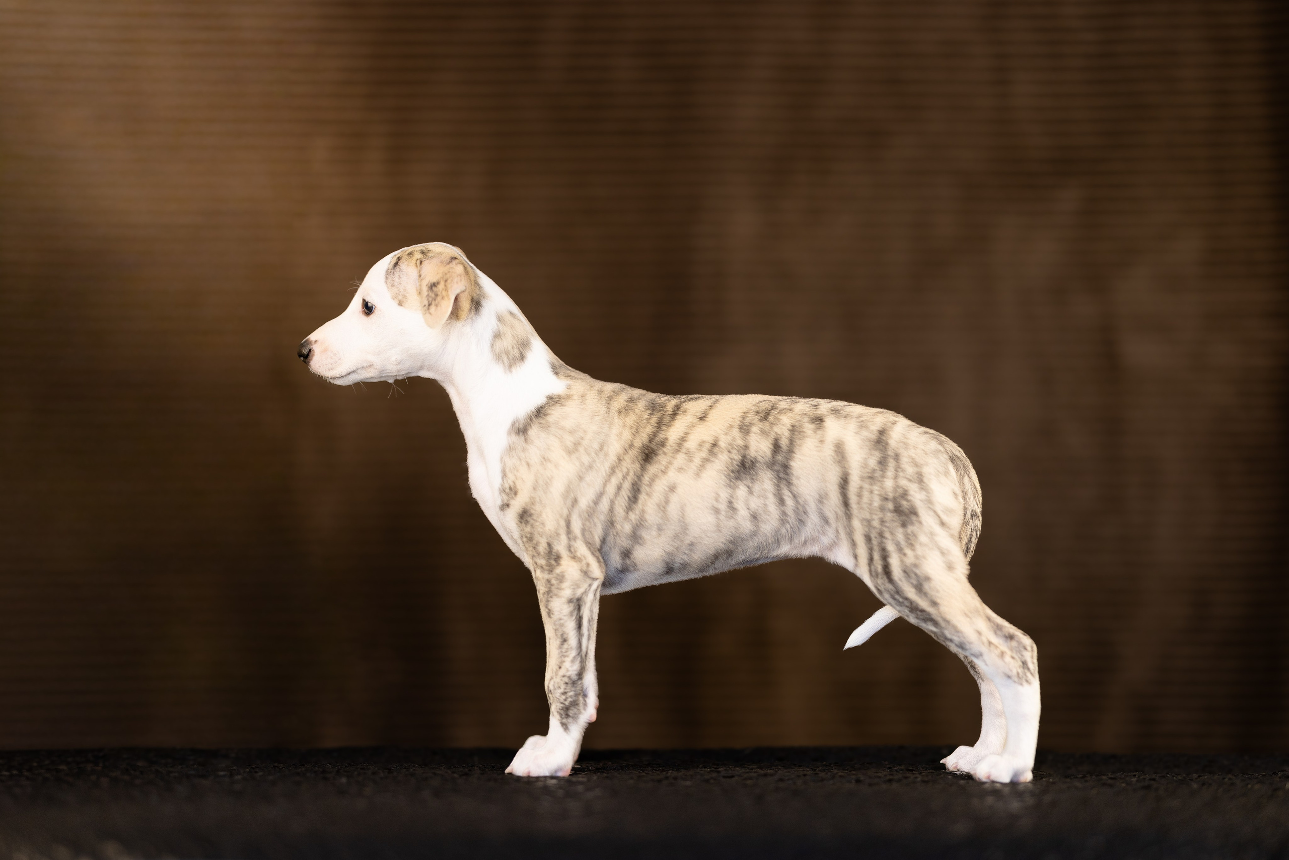 Уиппет. Фотограф и видеограф анималист Аганина Дарья