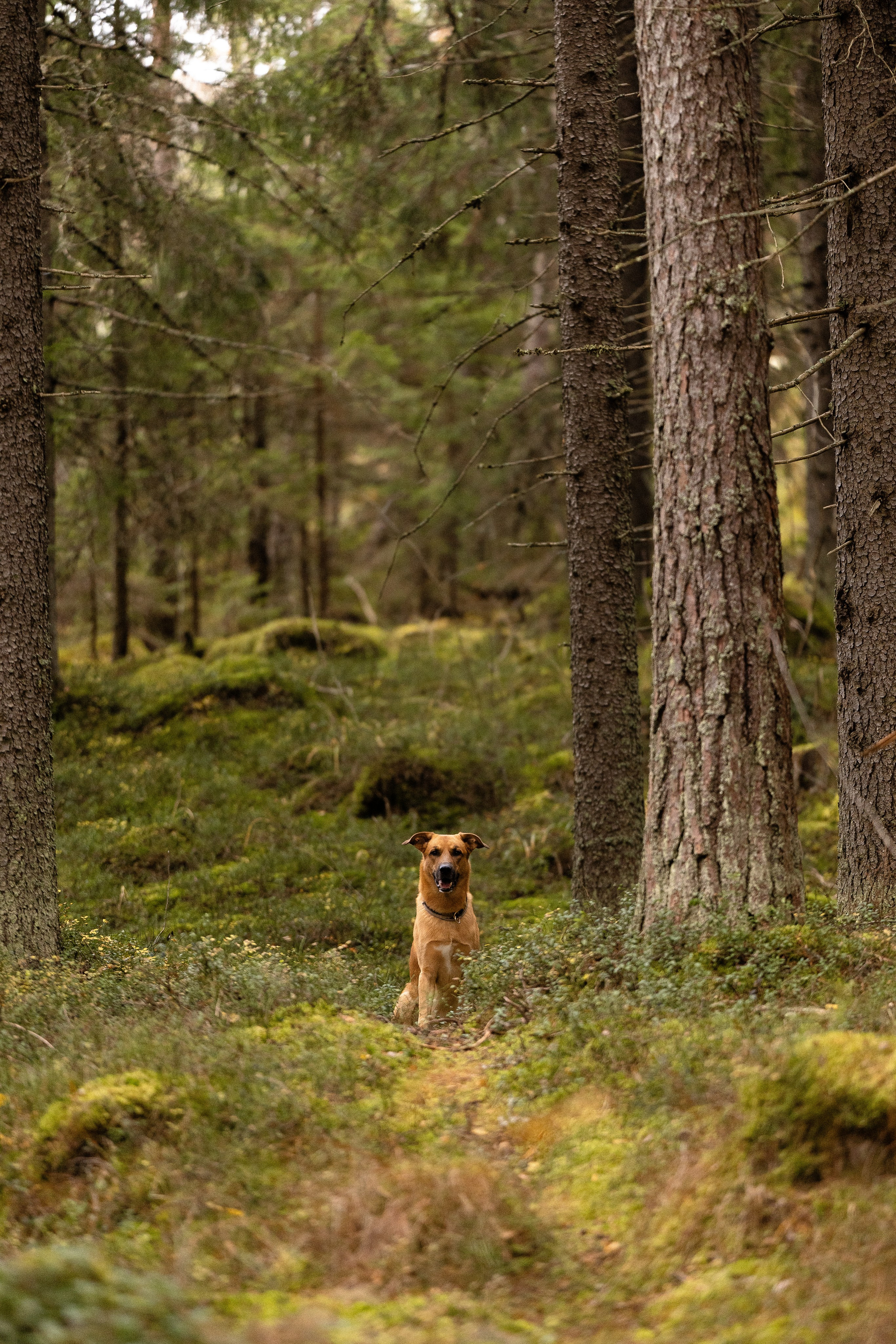 Karelia. Фотограф и видеограф анималист Аганина Дарья