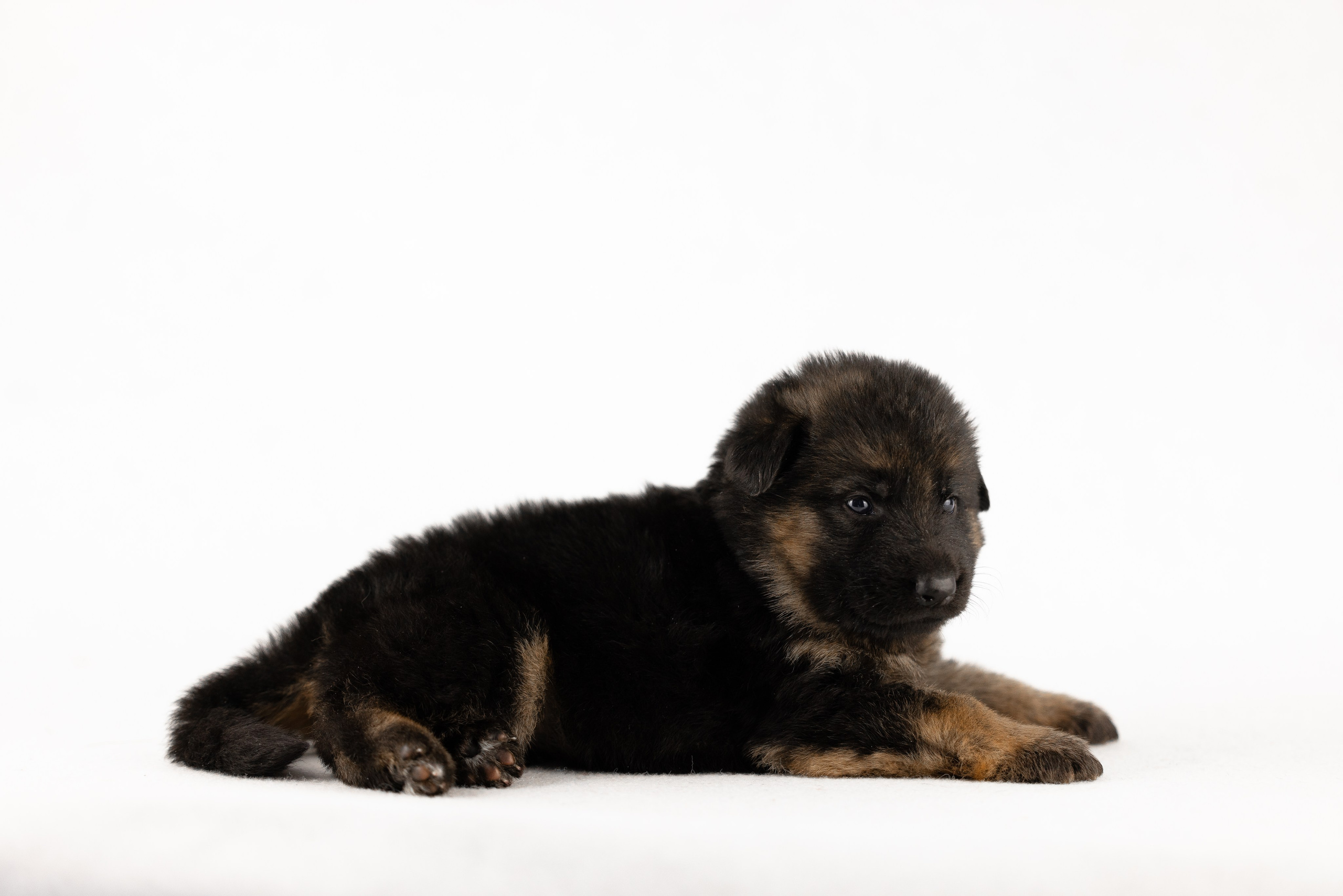 Немецкая овчарка. Фотограф и видеограф анималист Аганина Дарья