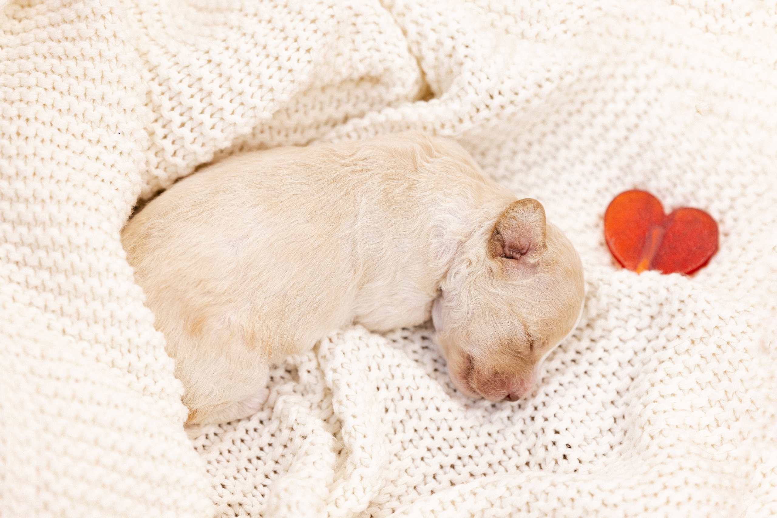 Лаготто Романьоло. Фотограф и видеограф анималист Аганина Дарья