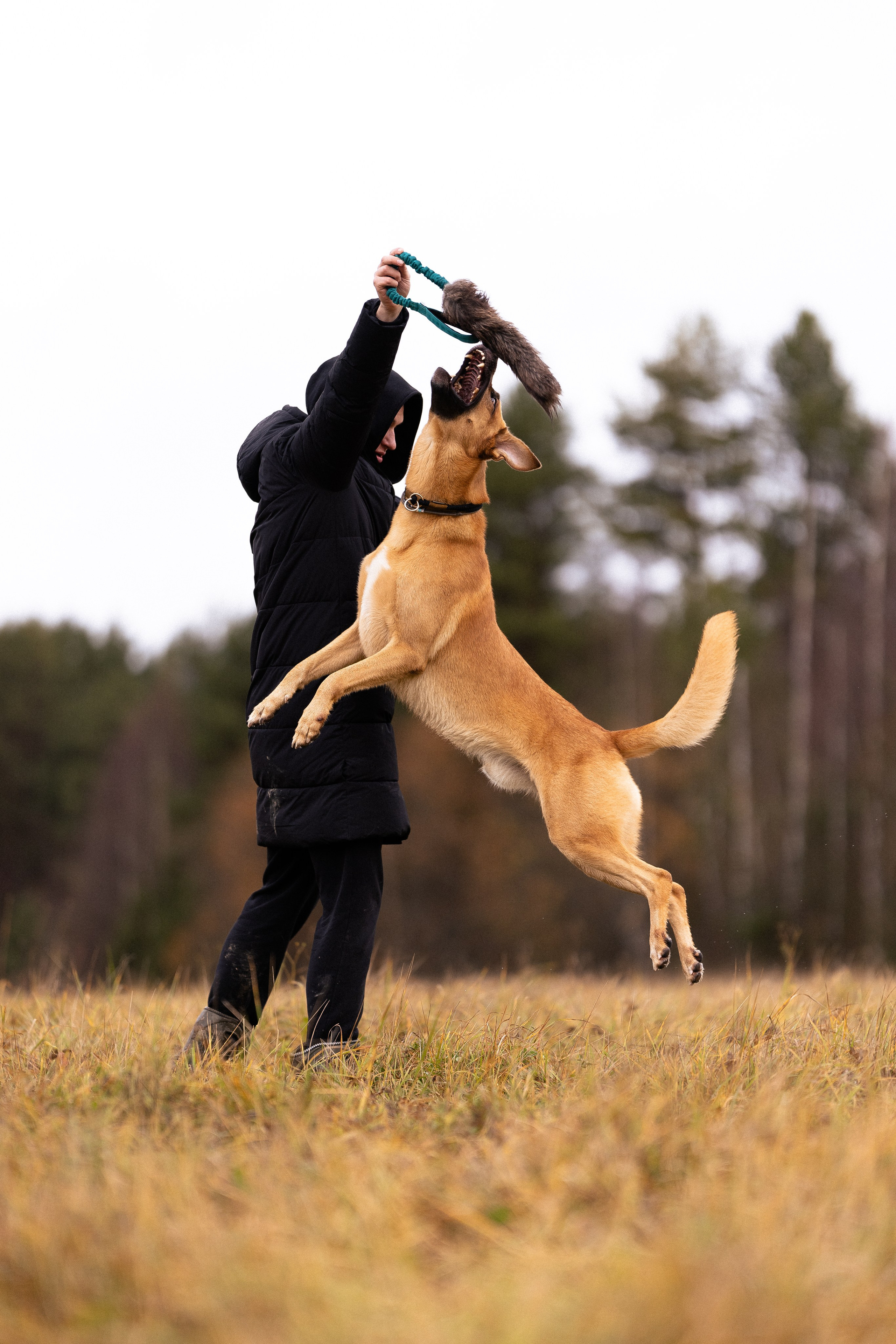 Karelia. Фотограф и видеограф анималист Аганина Дарья