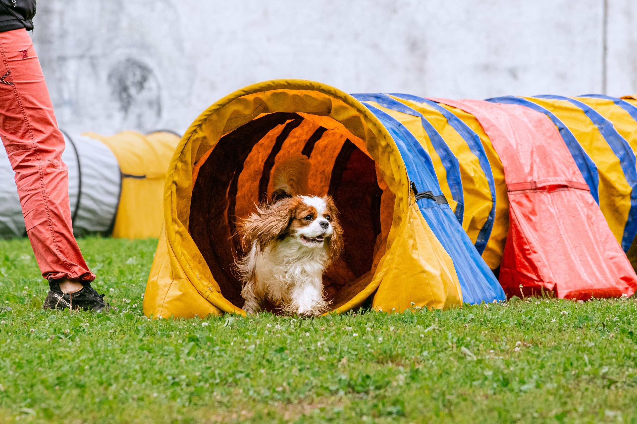 Соревнования по аджилити Долгопрудный 30.06.2025. Фотограф-анималист Татьяна Степанова