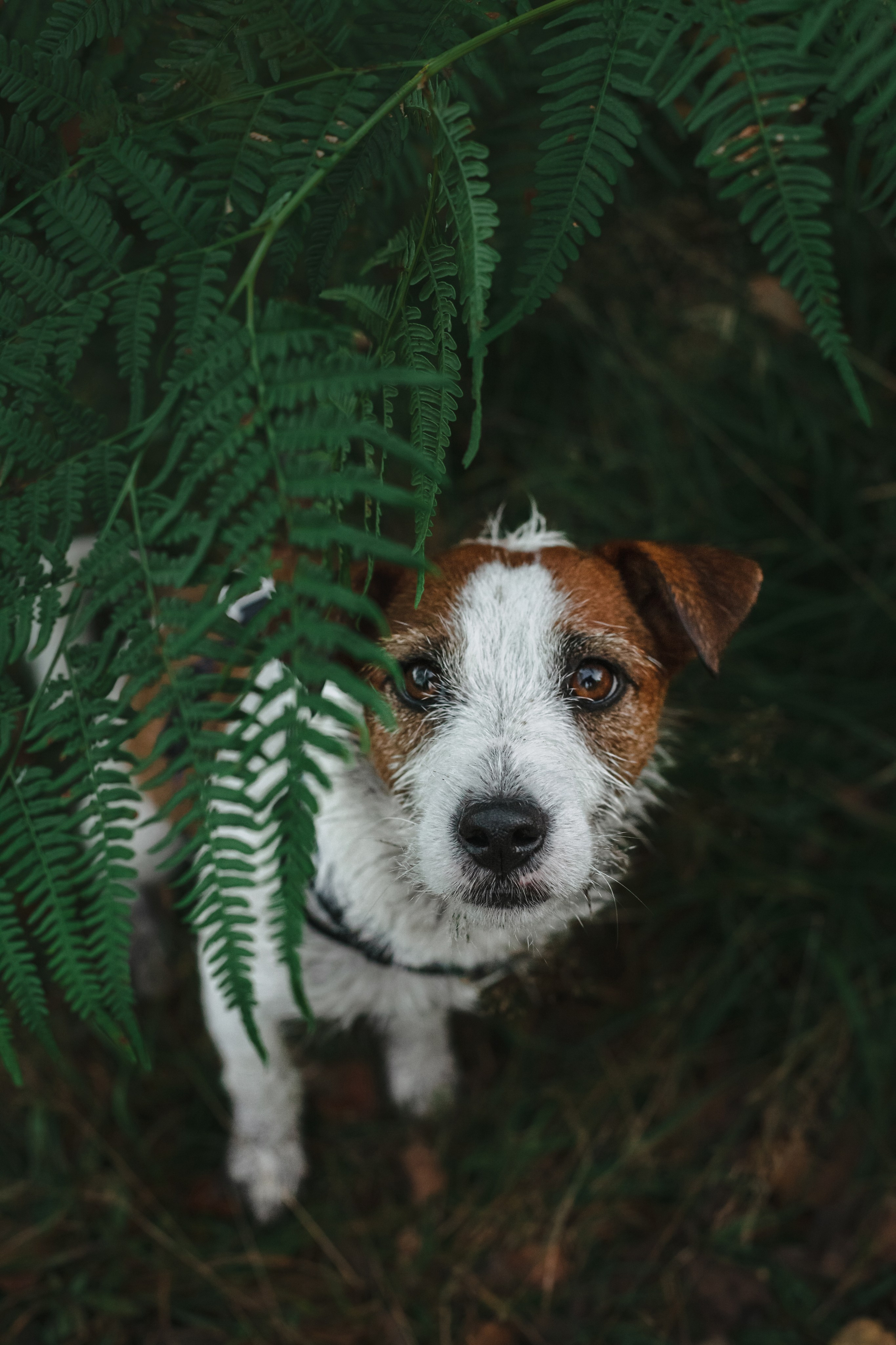 Фотопрогулка в Ленобласти. Фотограф-анималист Татьяна Степанова