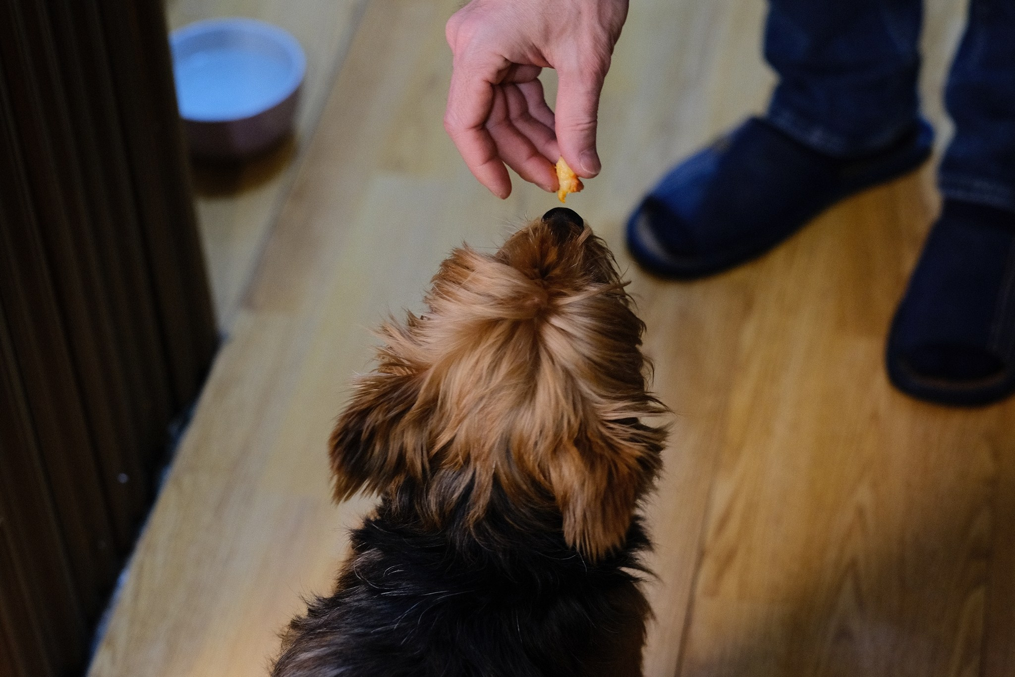 Лиса, Рада и их люди. Дмитрий Бречалов