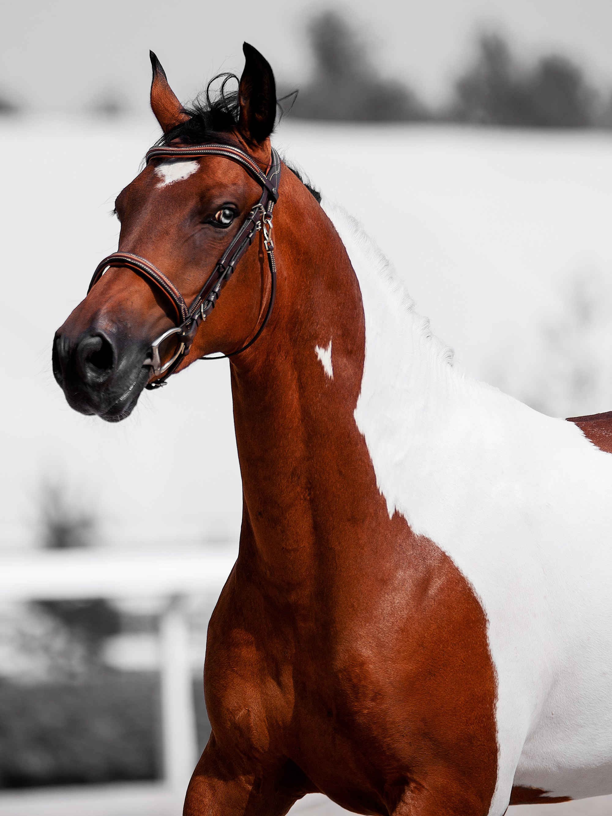 На свободе. Конный фотограф Alesya Safe