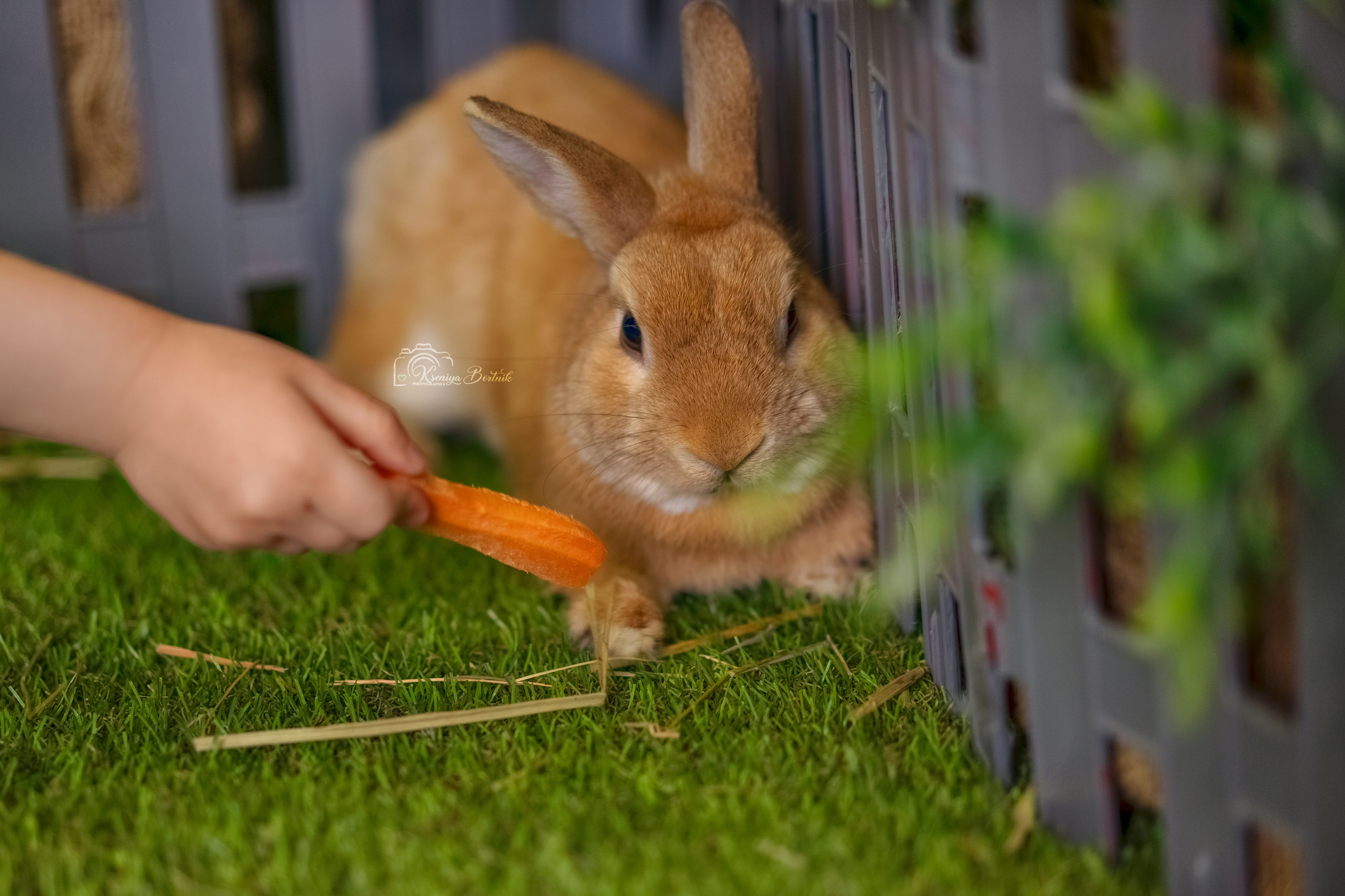 Тематические фотопроекты для детей. Профессиональный фотограф новорожденных Ксения Бортник