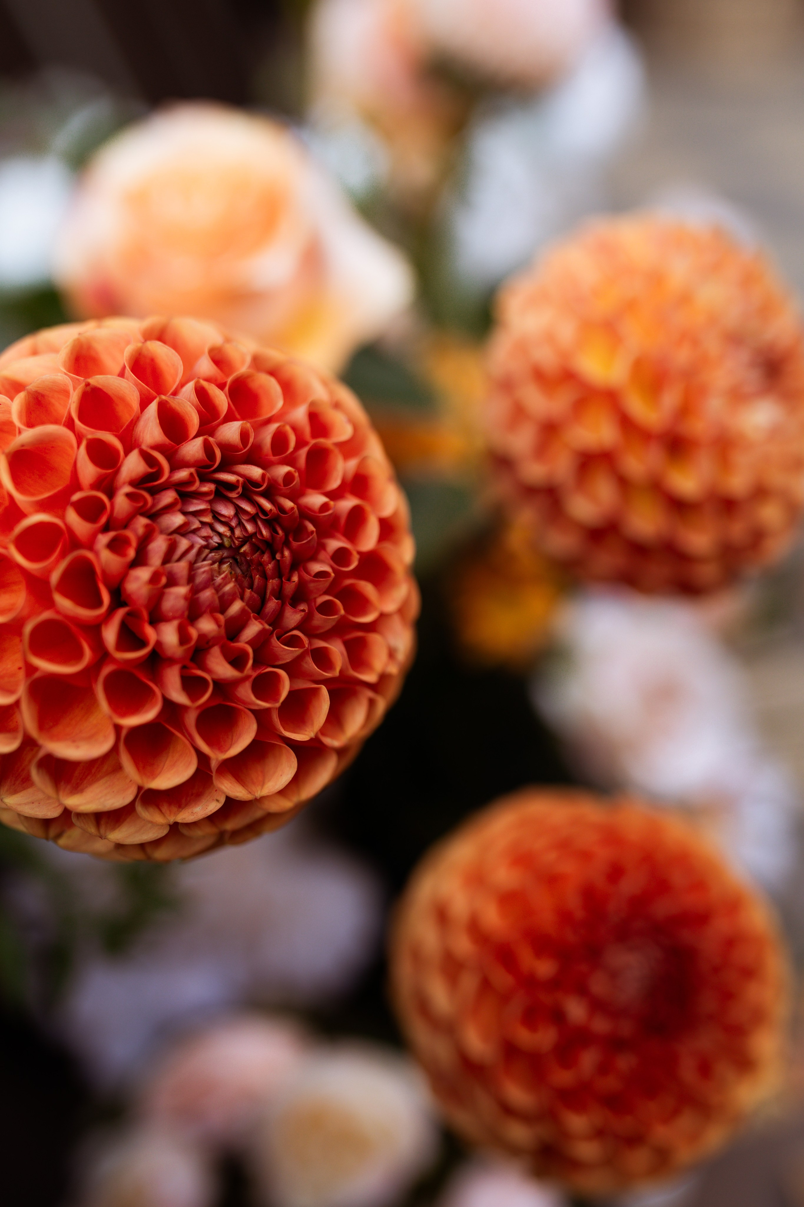 Душевная камерная свадьба с яркими акцентами. Свадебный фотограф Елена Рубцова