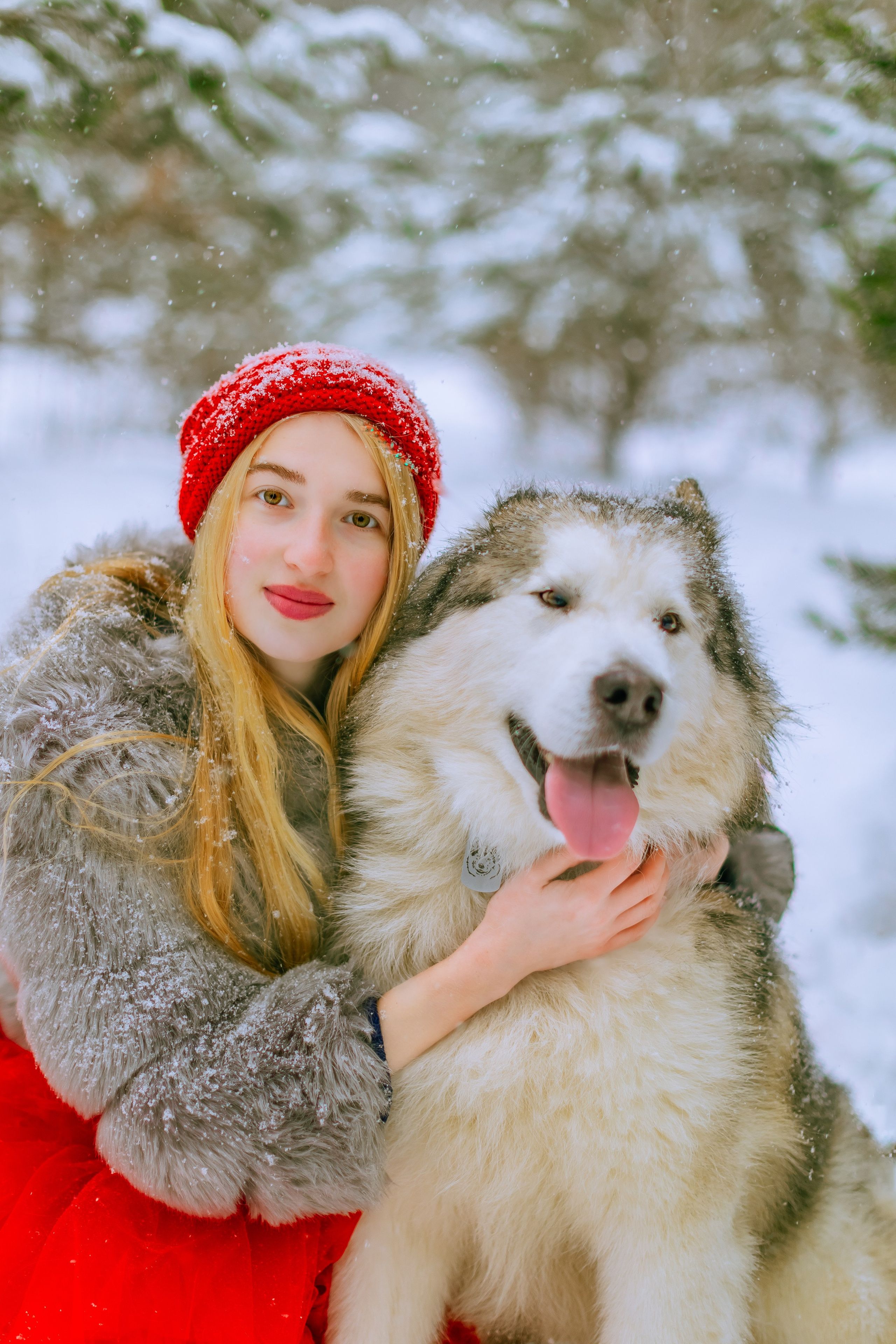 Фотосессии с аляскинским маламутом. Фото и видео Москва, Московский. Свадебный фотограф, видеограф, фотосессии, видеосъемка