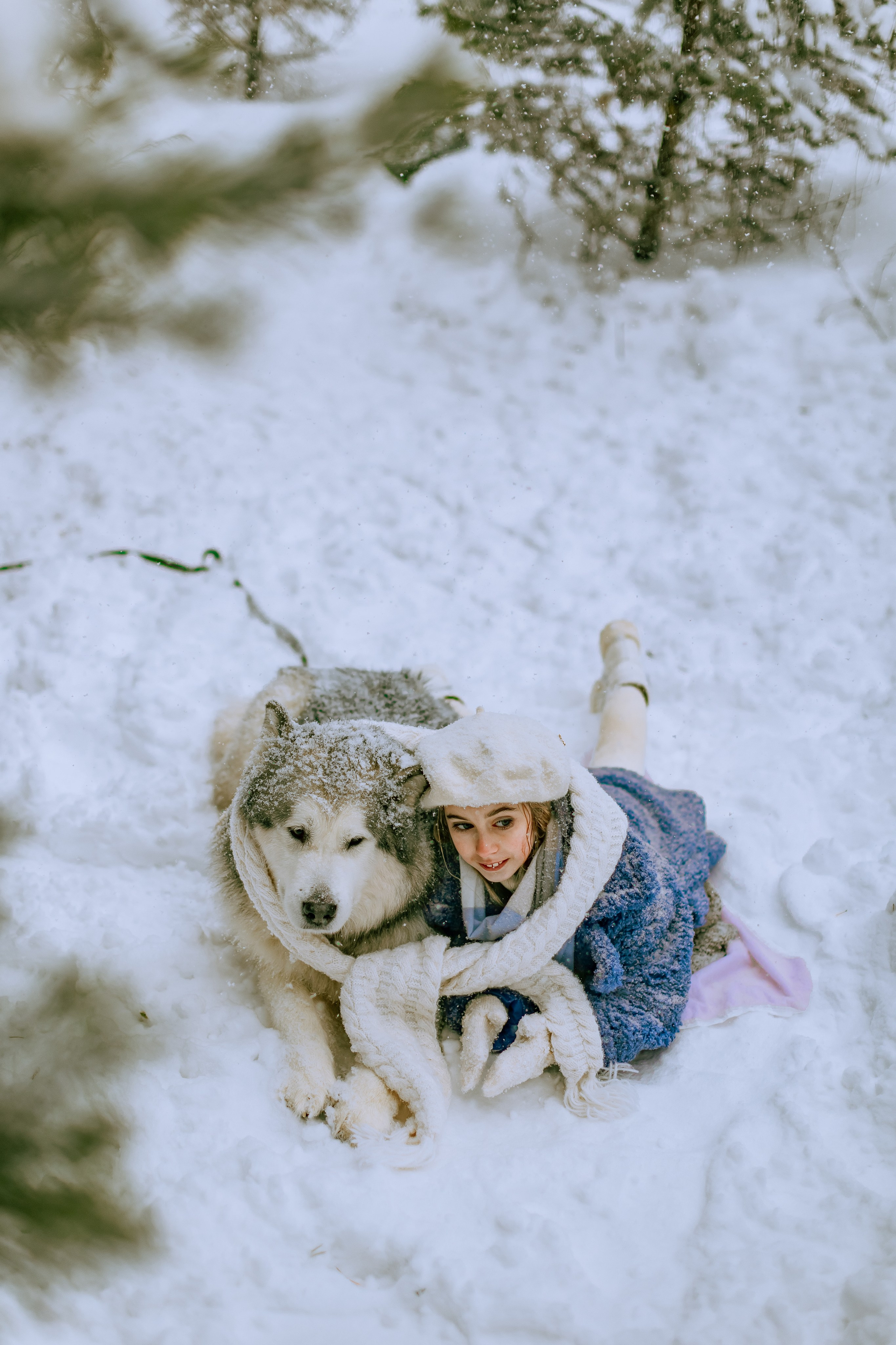 София и аляскинский маламут. Фото и видео Москва, Московский. Свадебный фотограф, видеограф, фотосессии, видеосъемка
