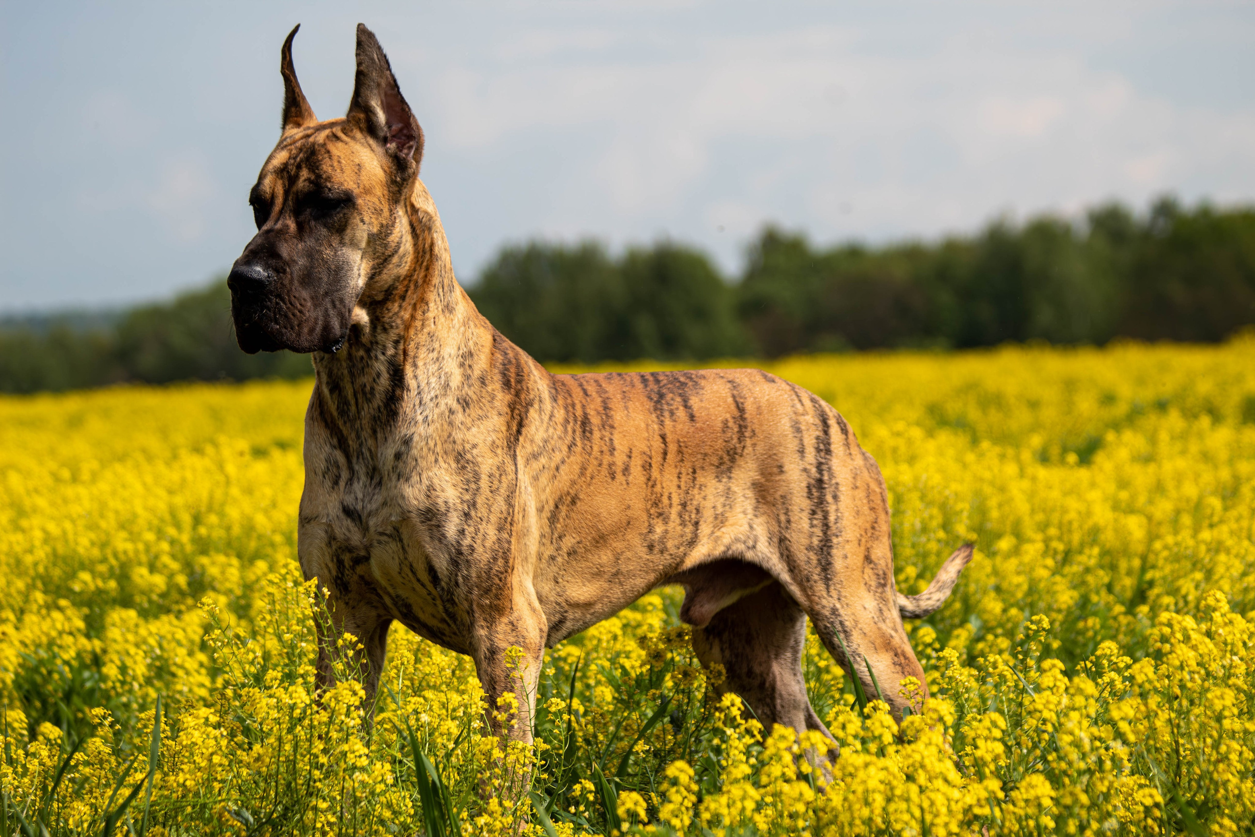 Фотосессия с животными. Фотограф анималист — Тула, Москва
