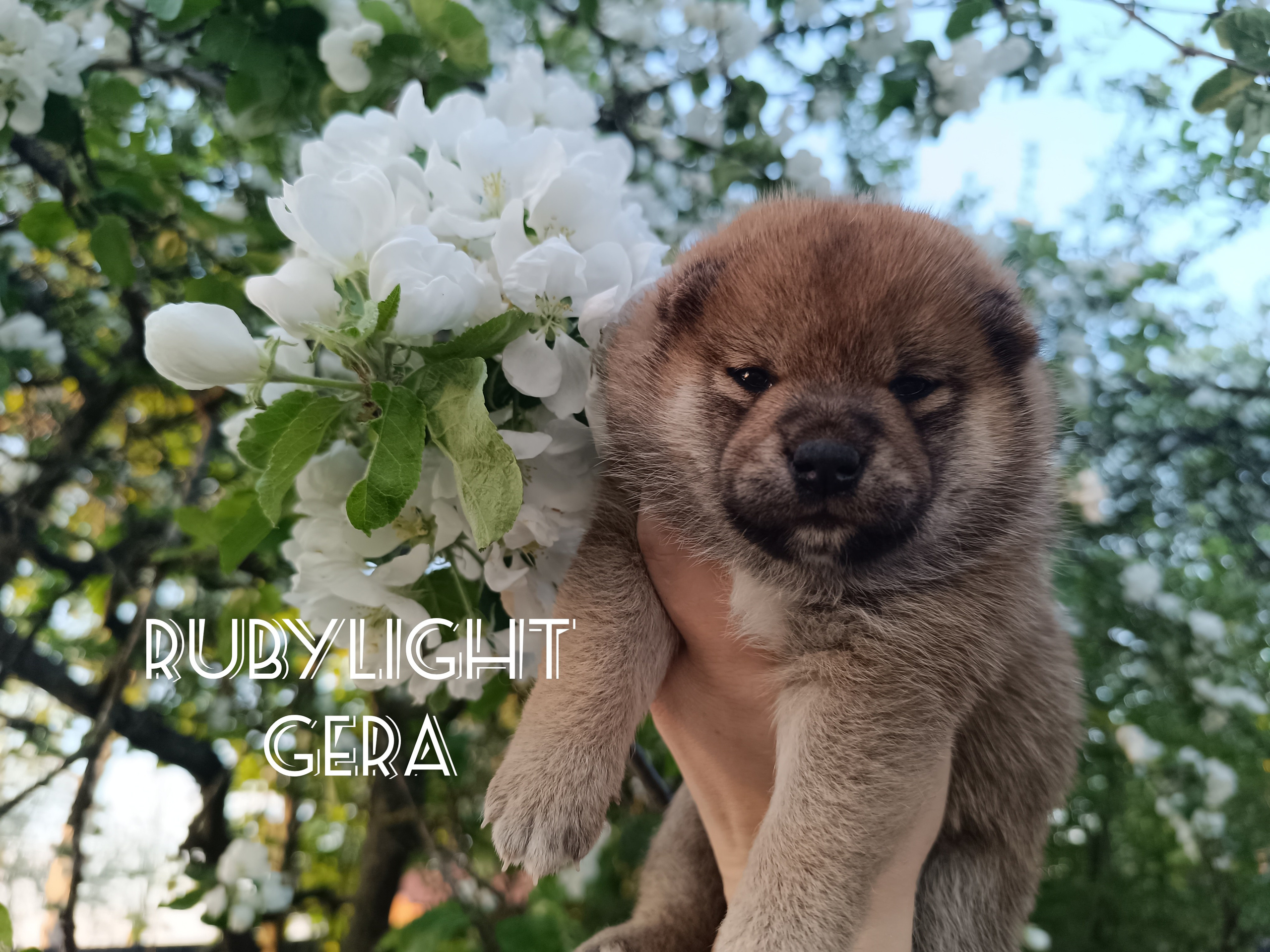 сиба питомник Рубилайт щенки на продажу rubylight  сиба щенки купить СПб Санкт-Петербург