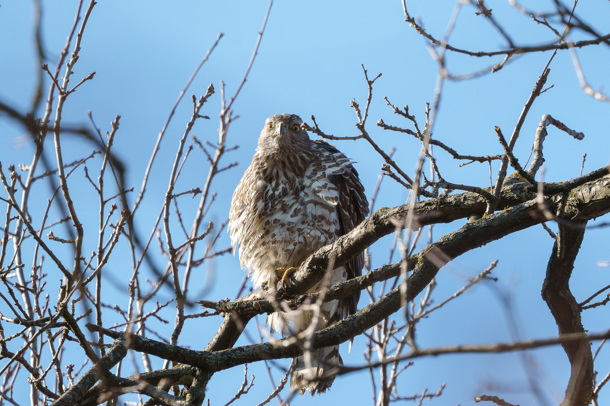 Удивительные мир птиц. Вокруг нас столько прекрасного — присмотритесь!. Ваш личный фотограф Марина Волкова