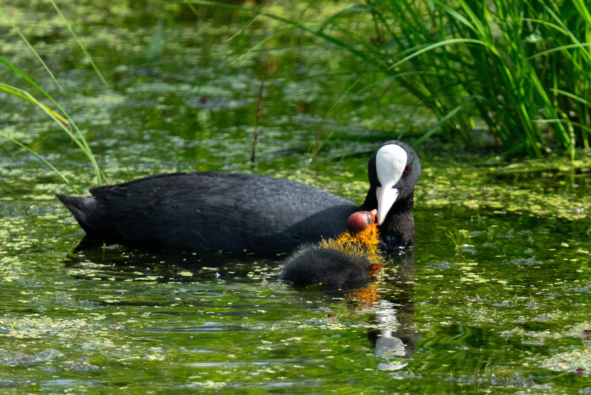 Удивительные мир птиц. Вокруг нас столько прекрасного — присмотритесь!. Ваш личный фотограф Марина Волкова