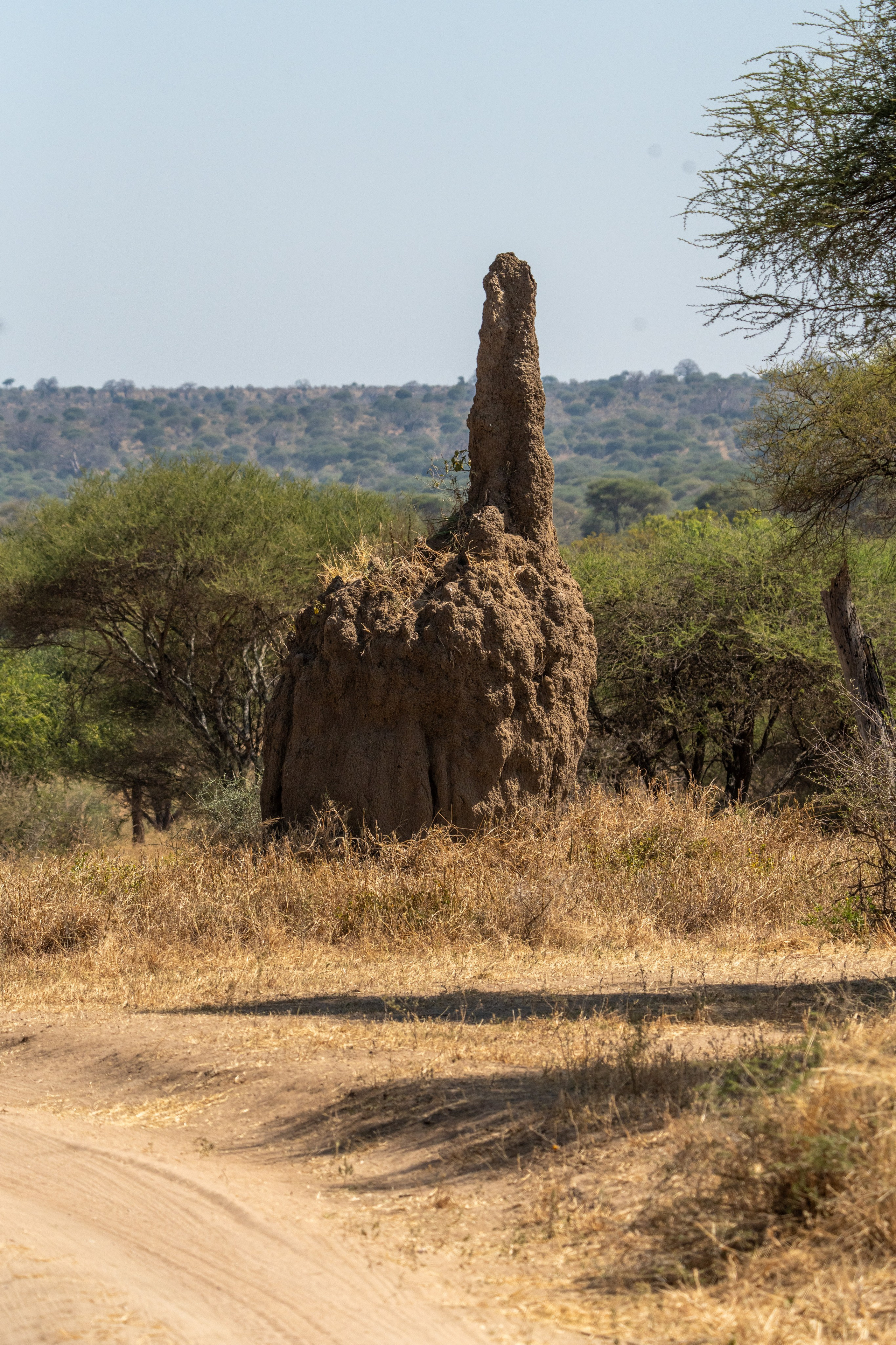 Танзания, сафари, 2025. Творческие сьемки