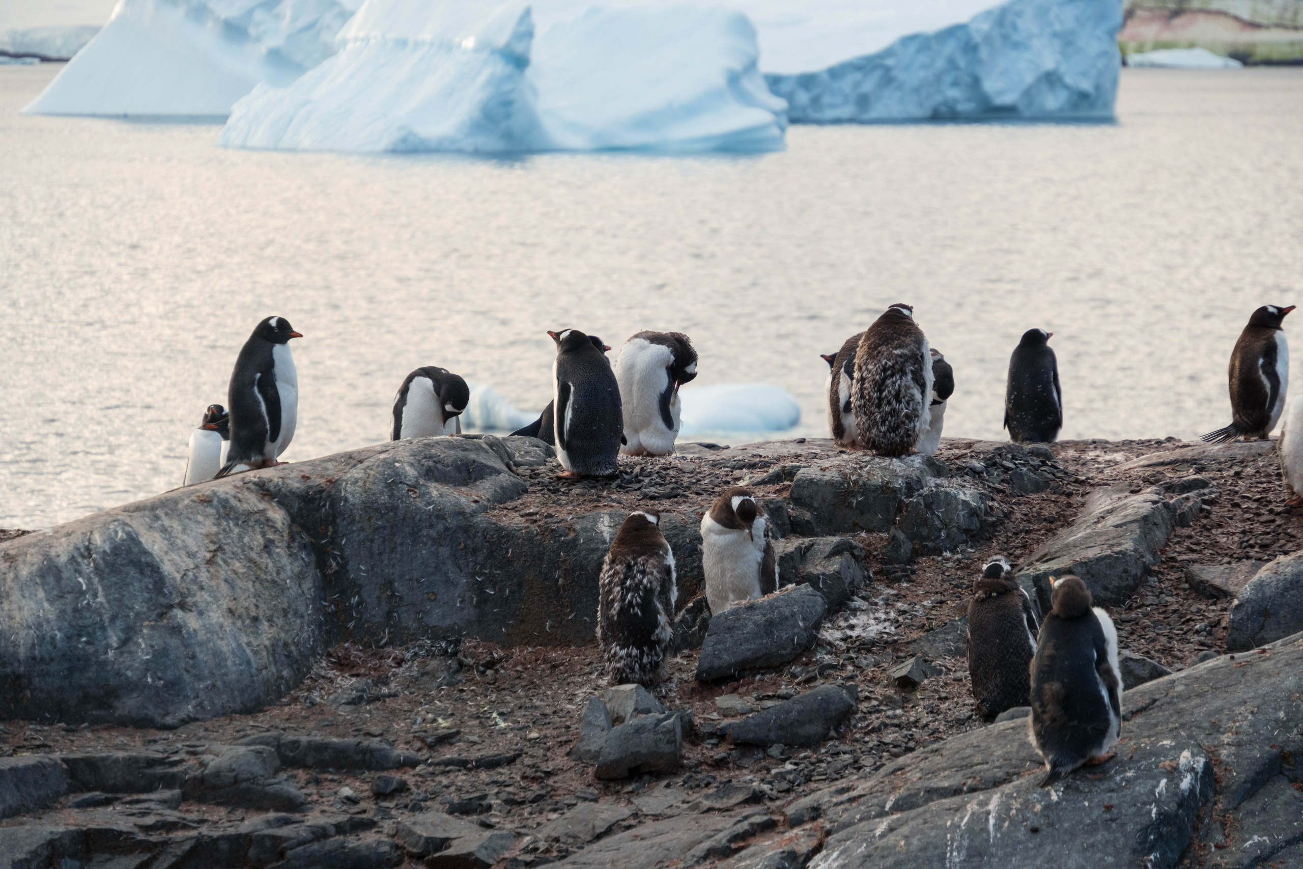 Материк и льды. Фотографии из путешествий