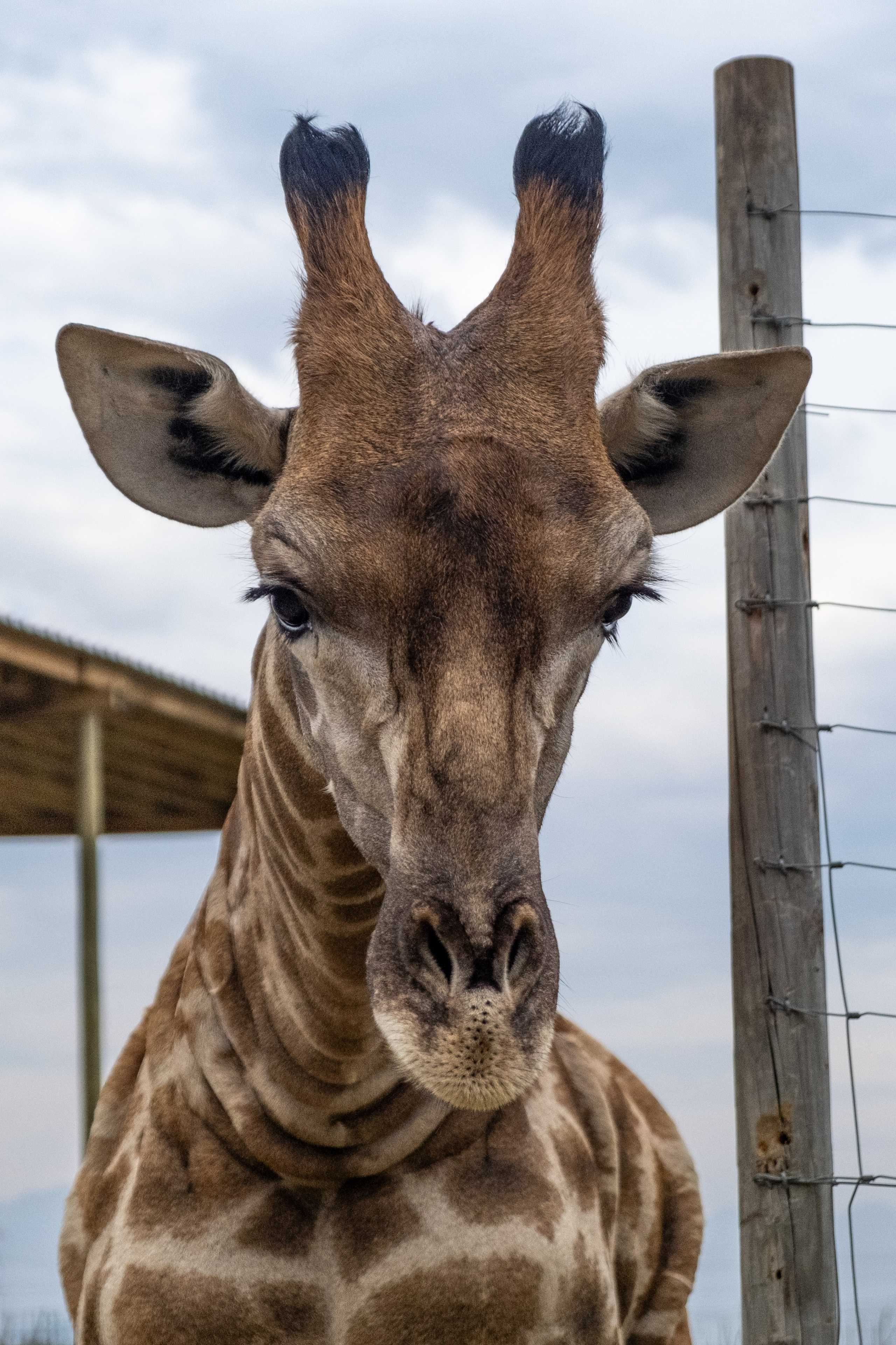 Пингвины и другие. Фотографии из путешествий