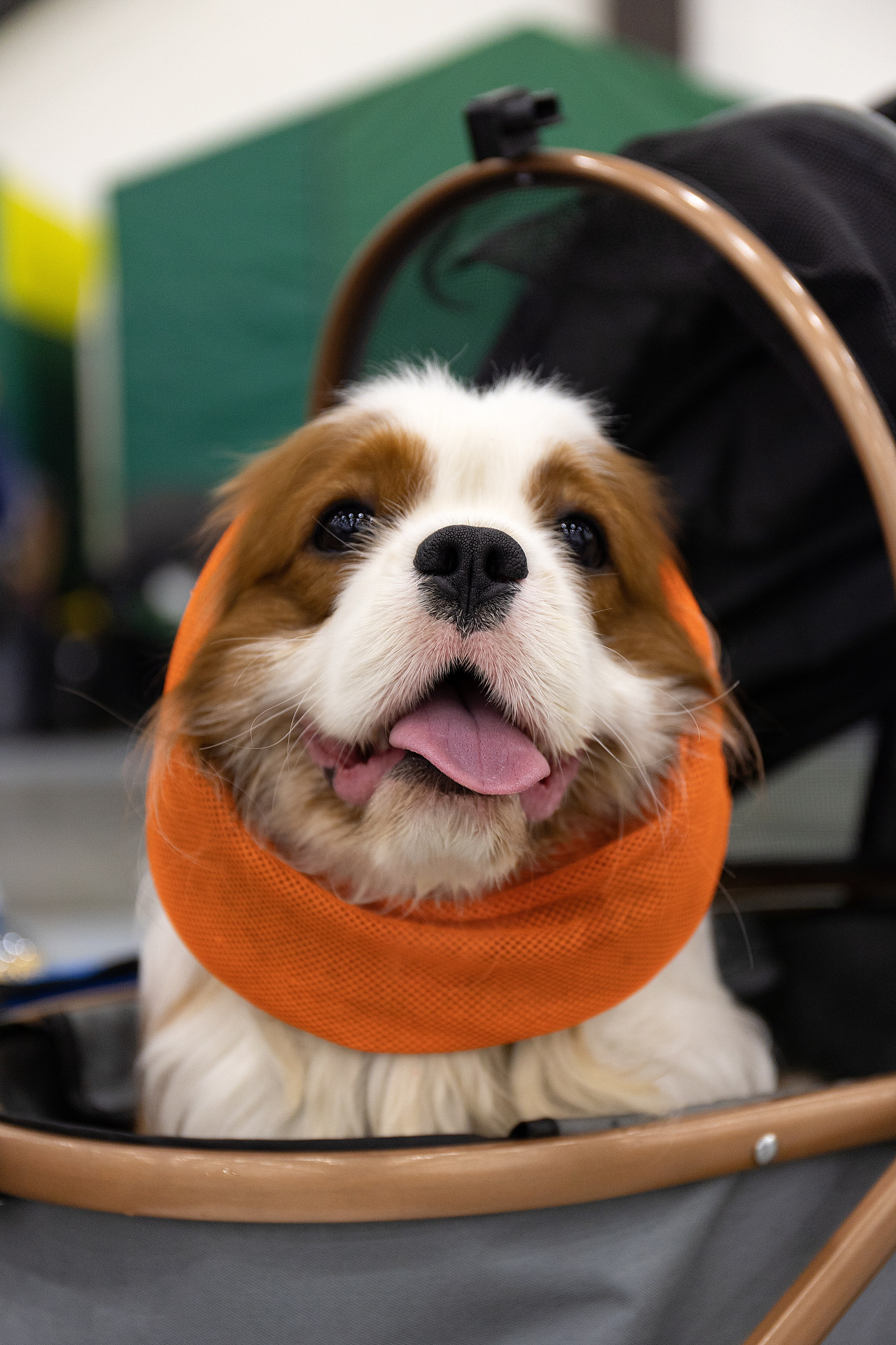 Анималистика