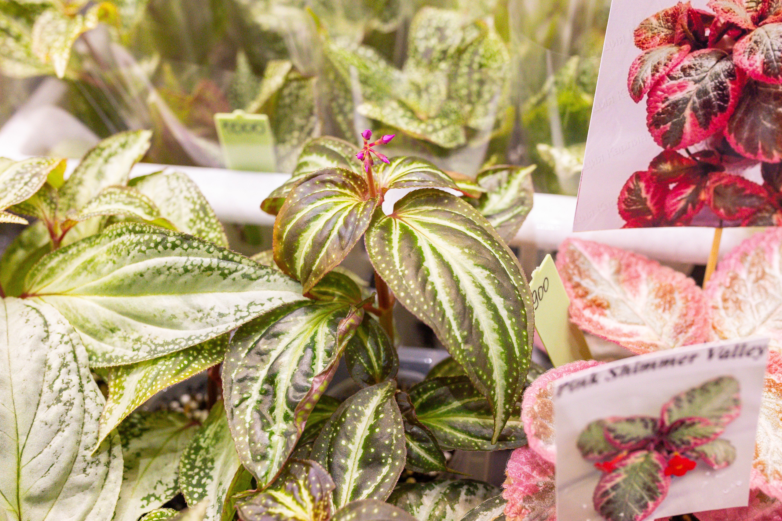 Монстериум 11–12 октября. Александра Куликова фотограф, Москва