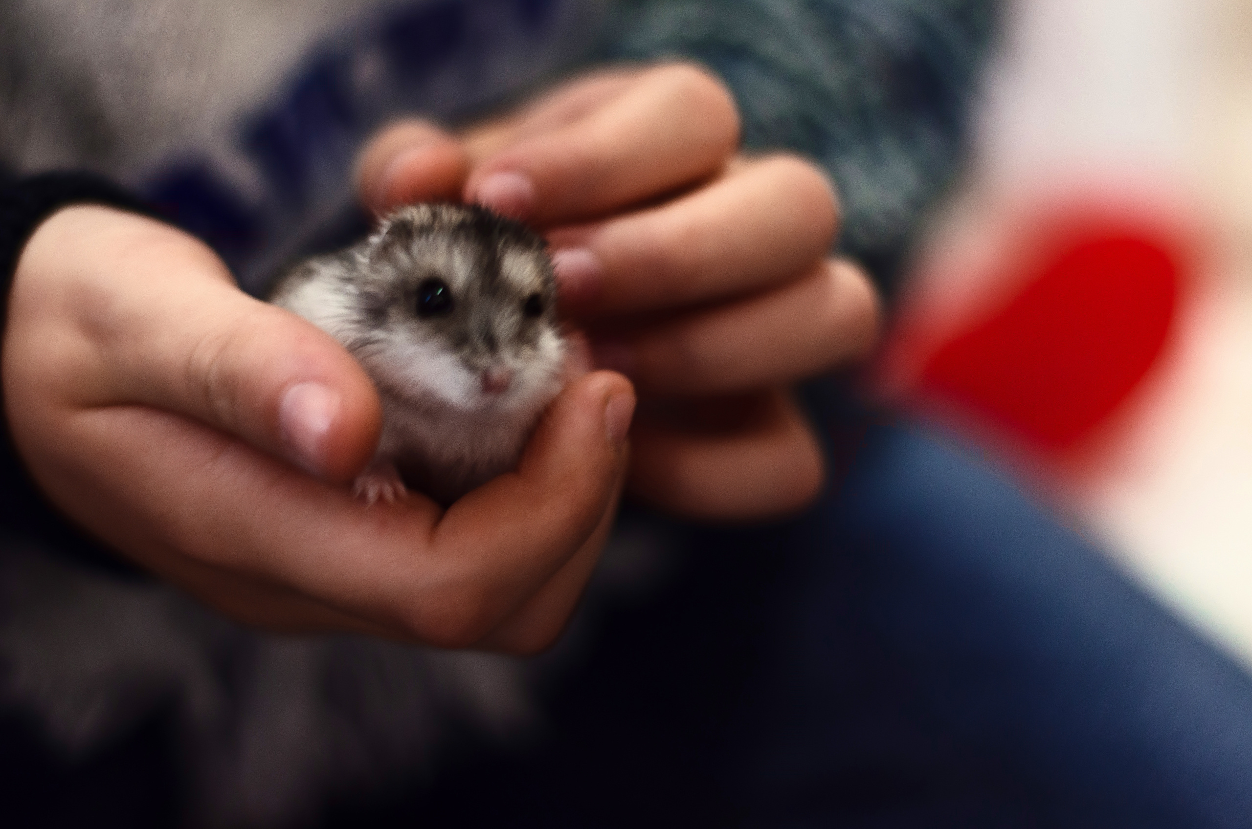 Отец, дочь и два внука. Предновогодняя съемка. Фотограф Ирина Курта