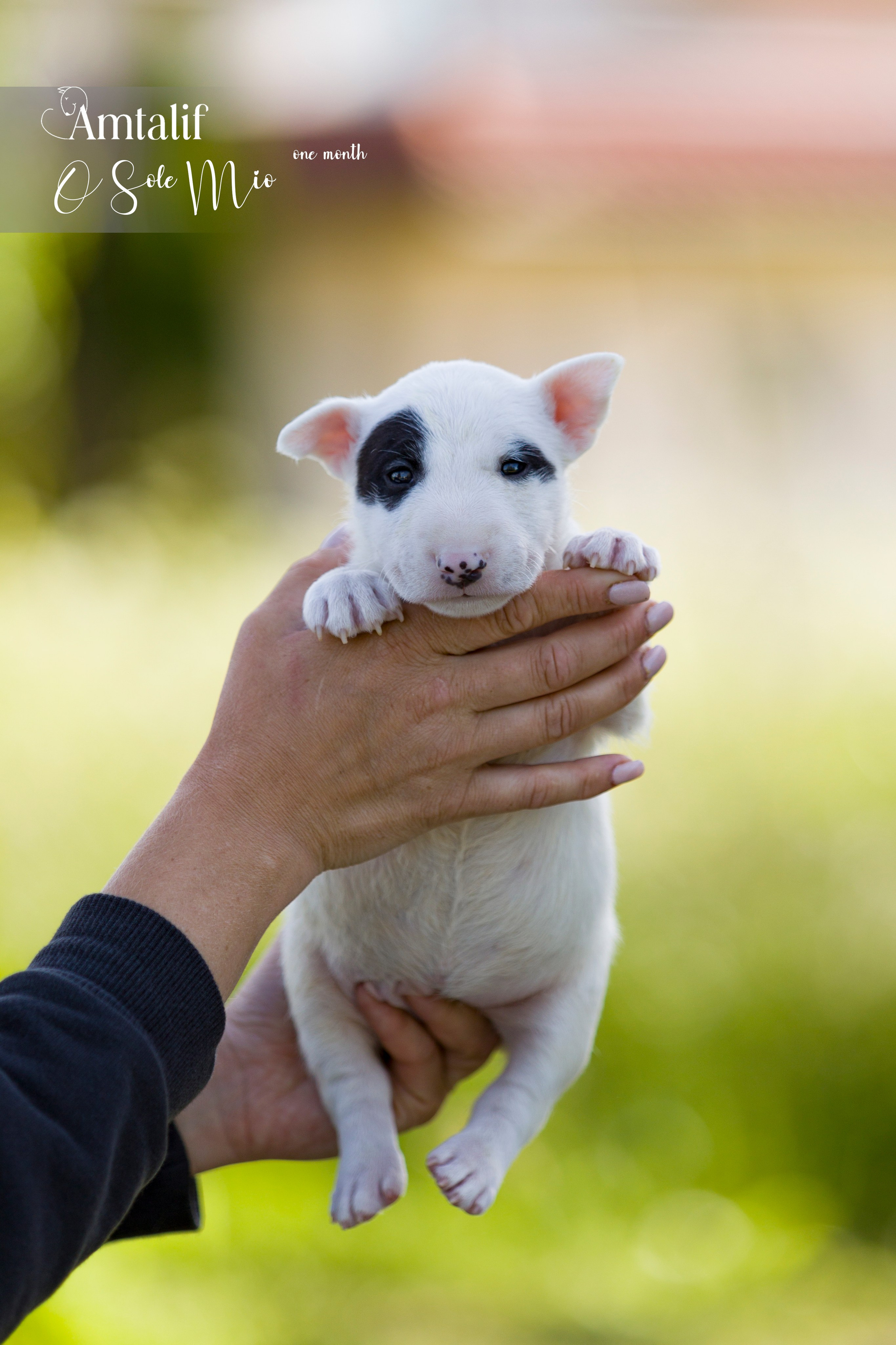 Миниатюрный бультерьер. Фотограф — анималист Татьяна Ли
