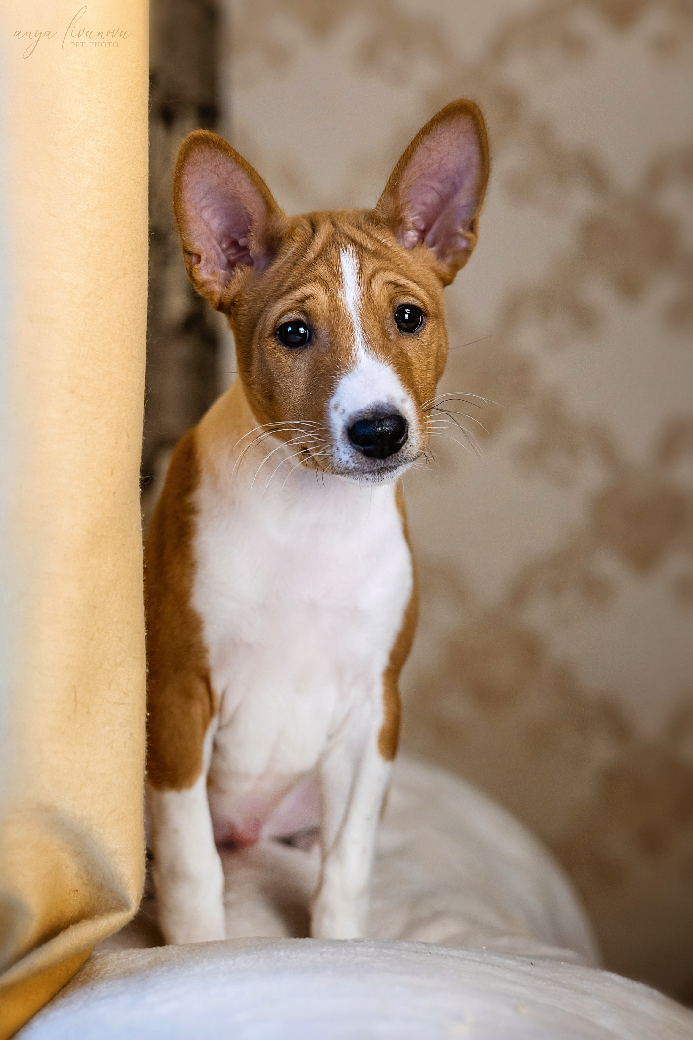 Балу. Фотограф анималист Аня Ливанова | Рыбинск