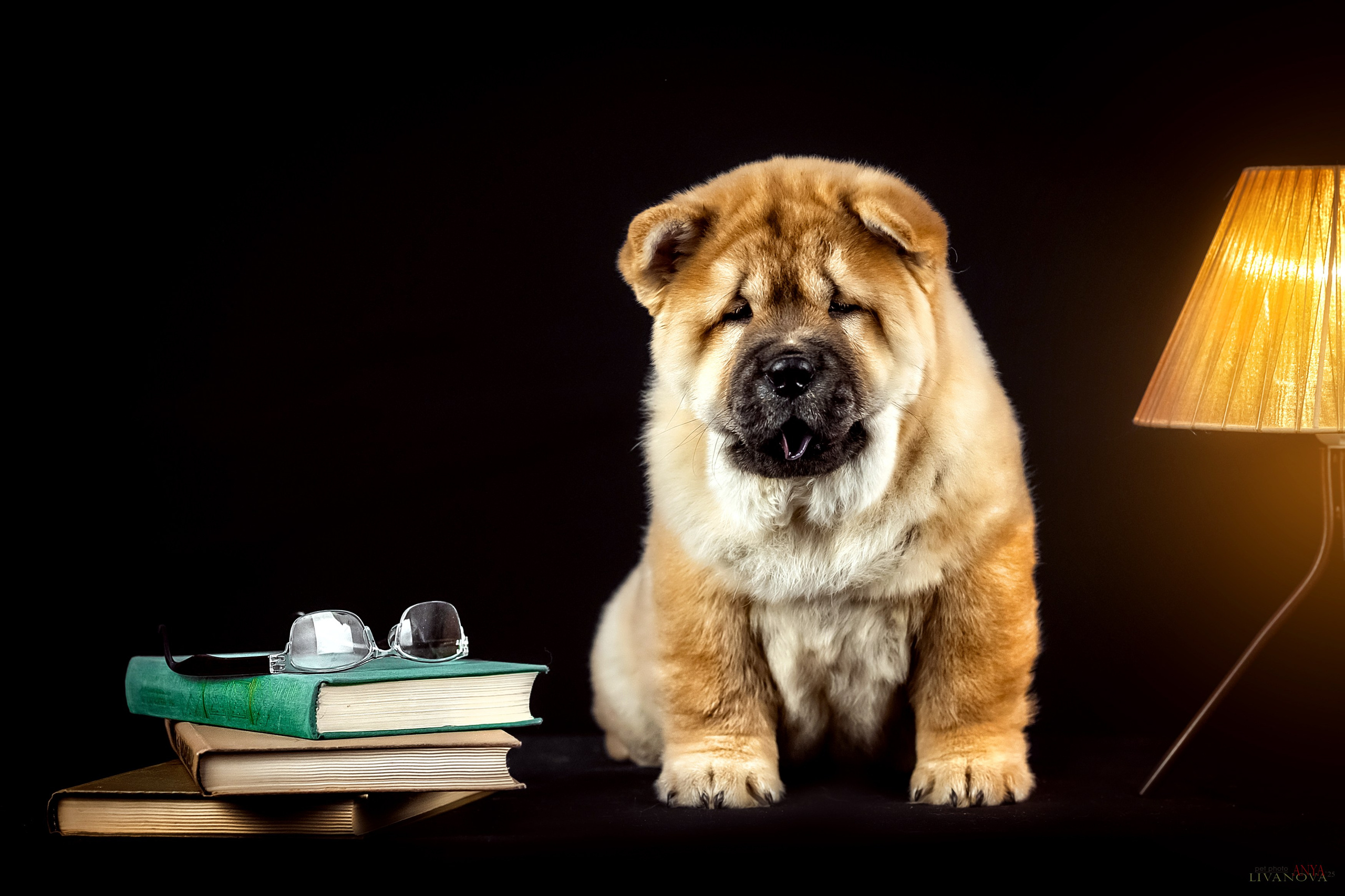 Смуфы. Фотограф анималист Аня Ливанова | Рыбинск