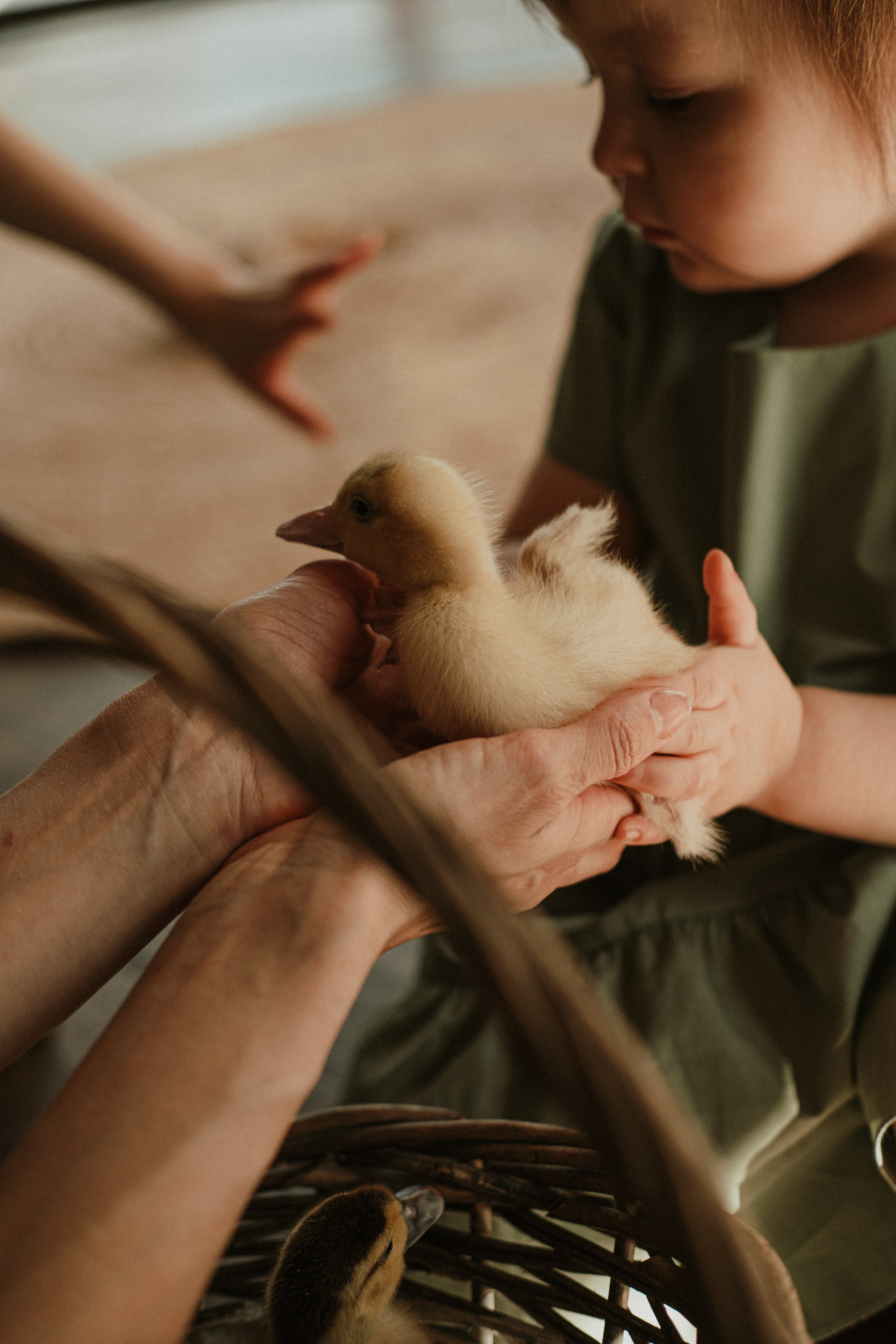 Утята. Свадебный фотограф Челябинск