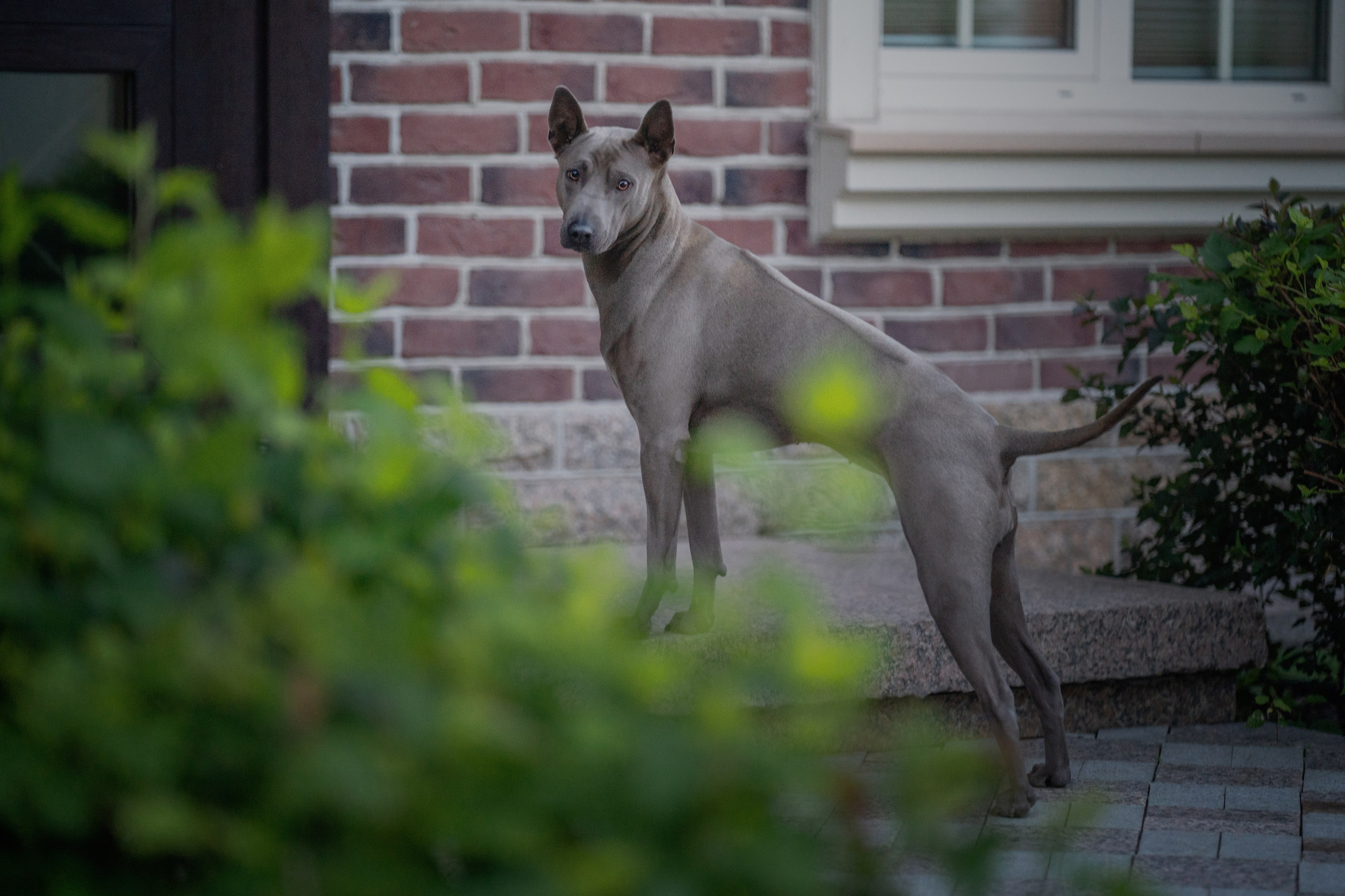 Лин + Вегас. Kameramotor74